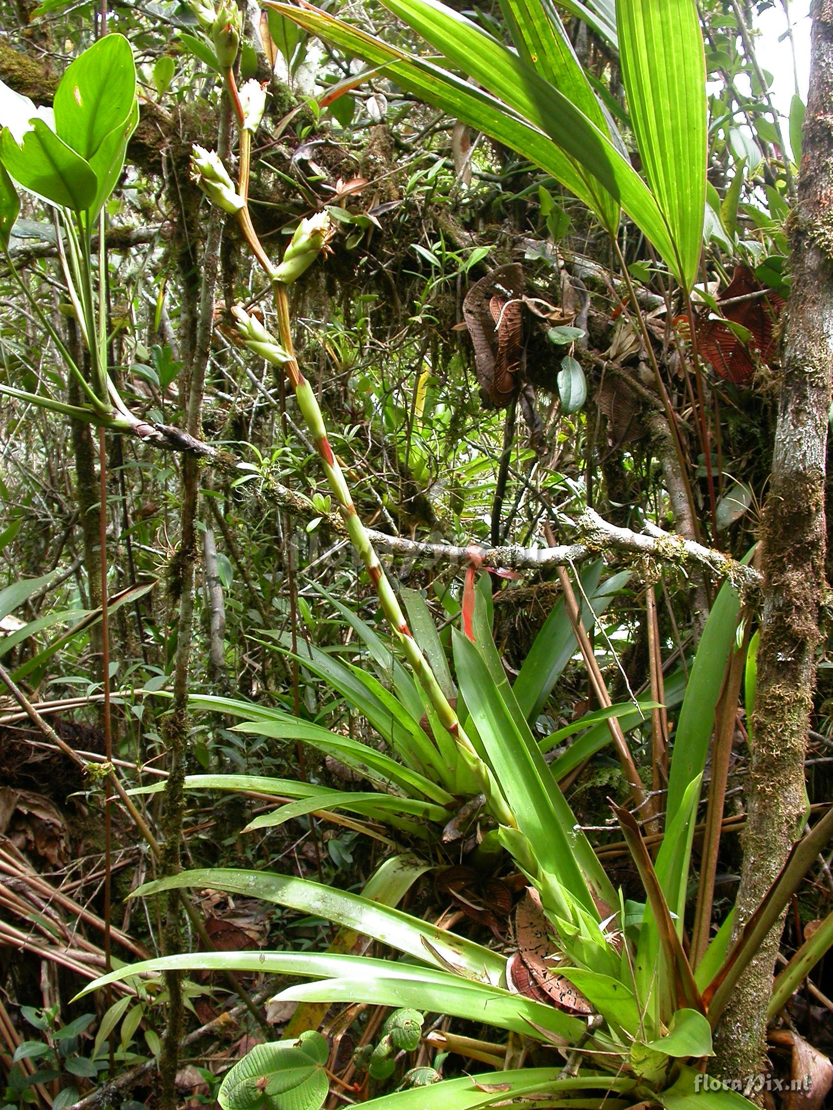 Guzmania atrocastanea H. Luther