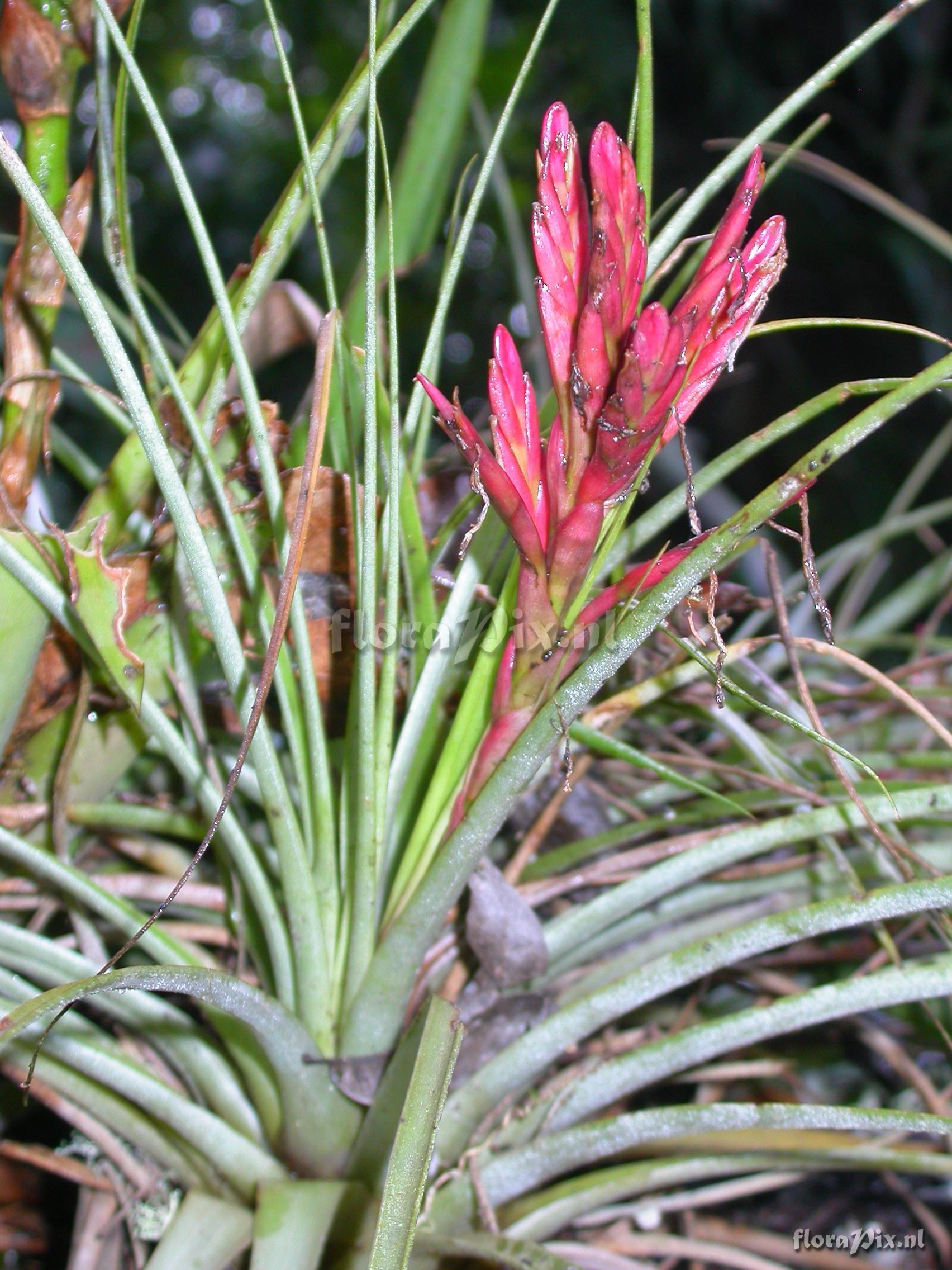 Tillandsia flagellata L.B. Sm.