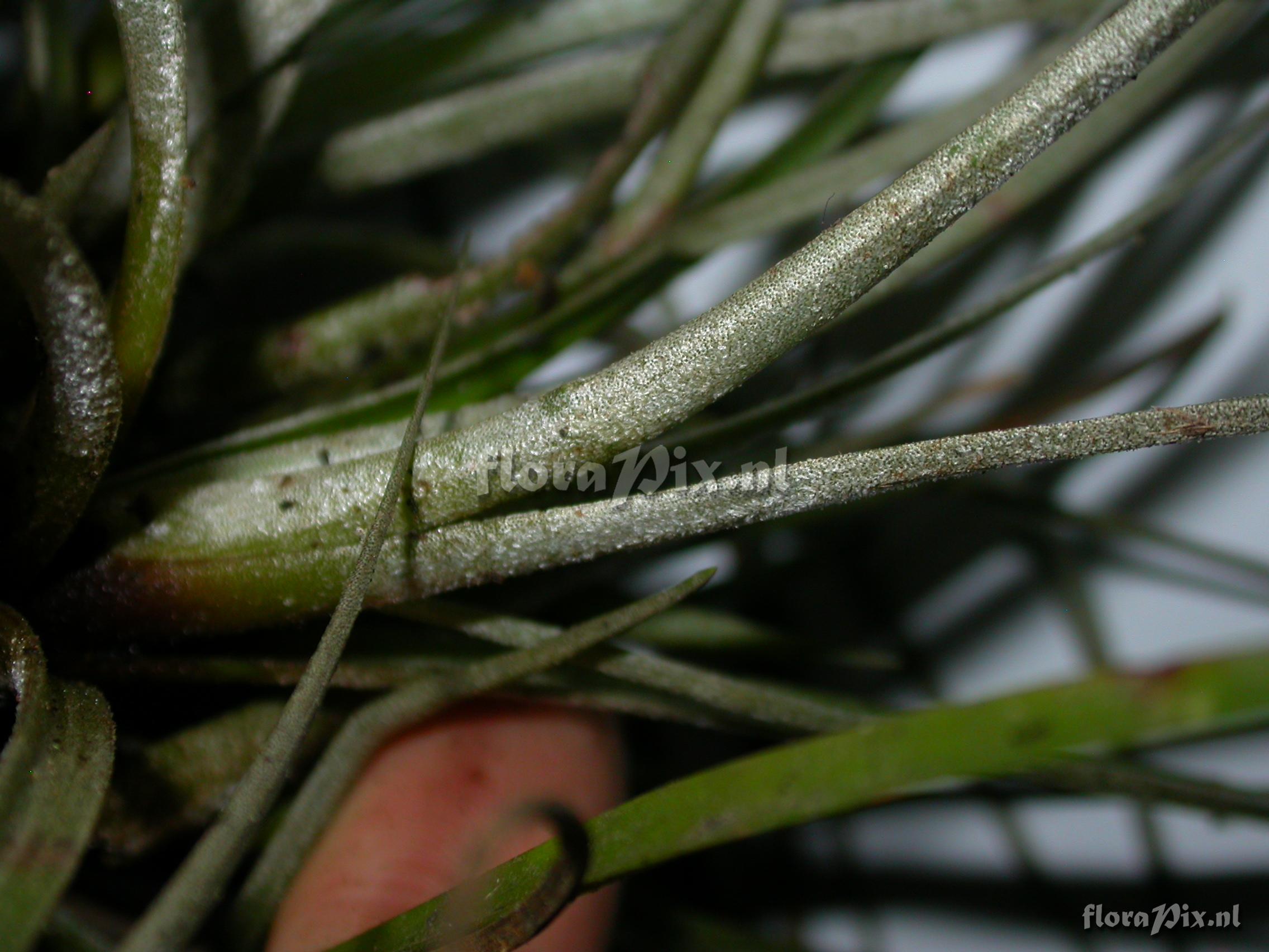 Tillandsia cf. floribunda 