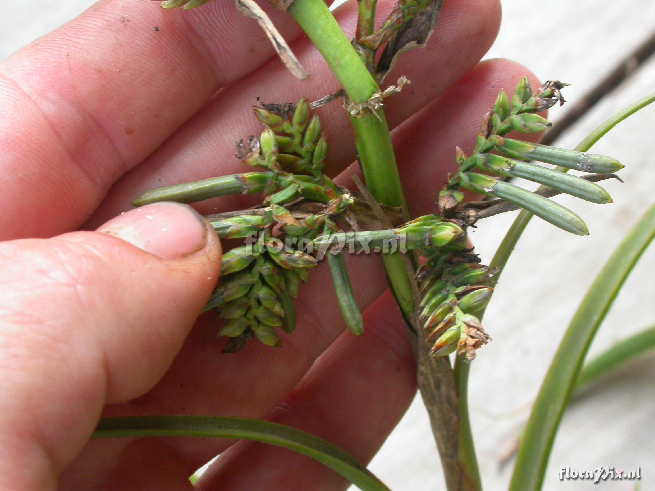 Racinaea multiflora var. tomensis (Benth.) M.A.Spencer & L.B. Sm.