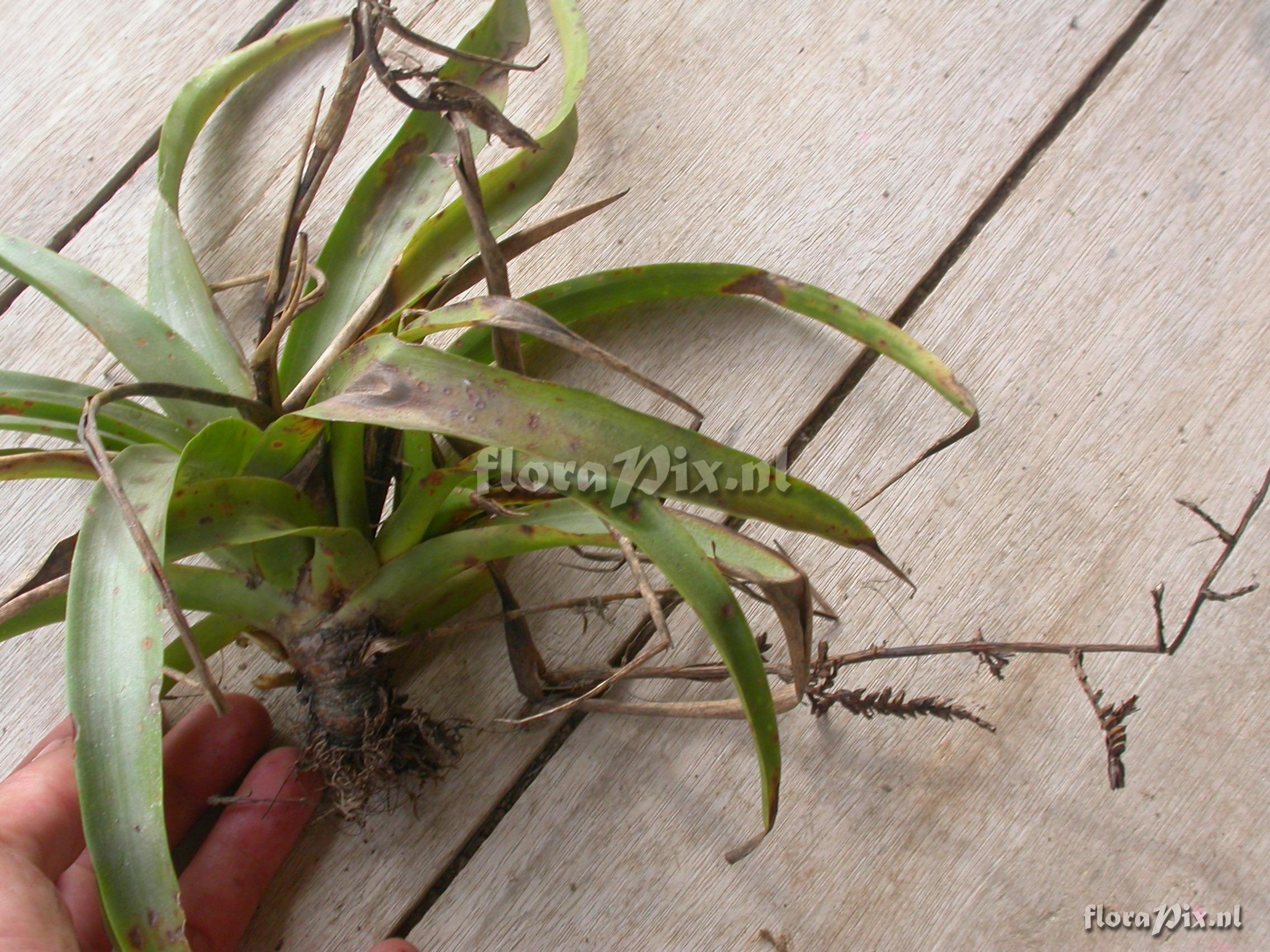 Racinaea multiflora var. tomensis (Benth.) M.A.Spencer & L.B. Sm.