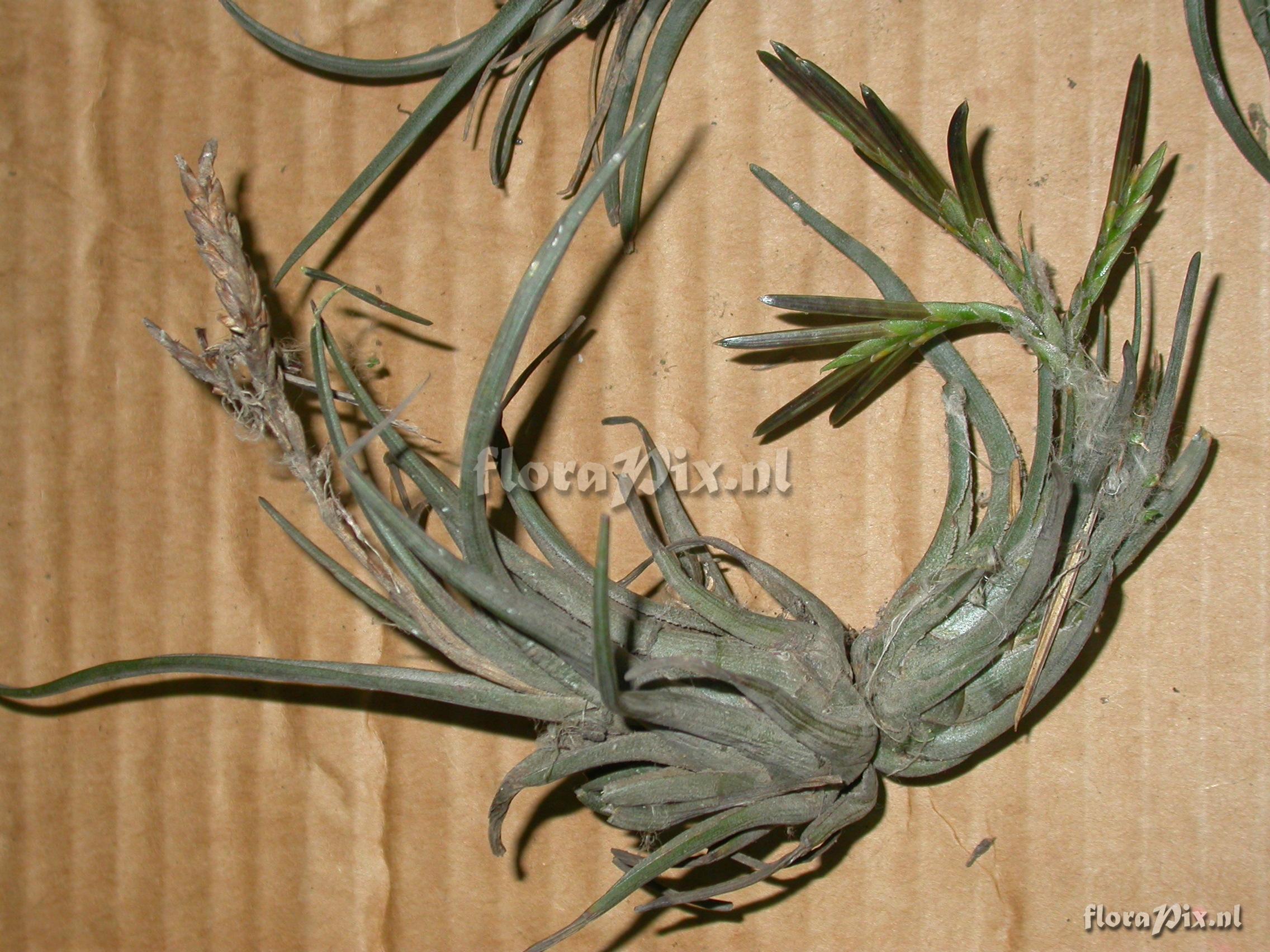 Tillandsia sp. nov. 