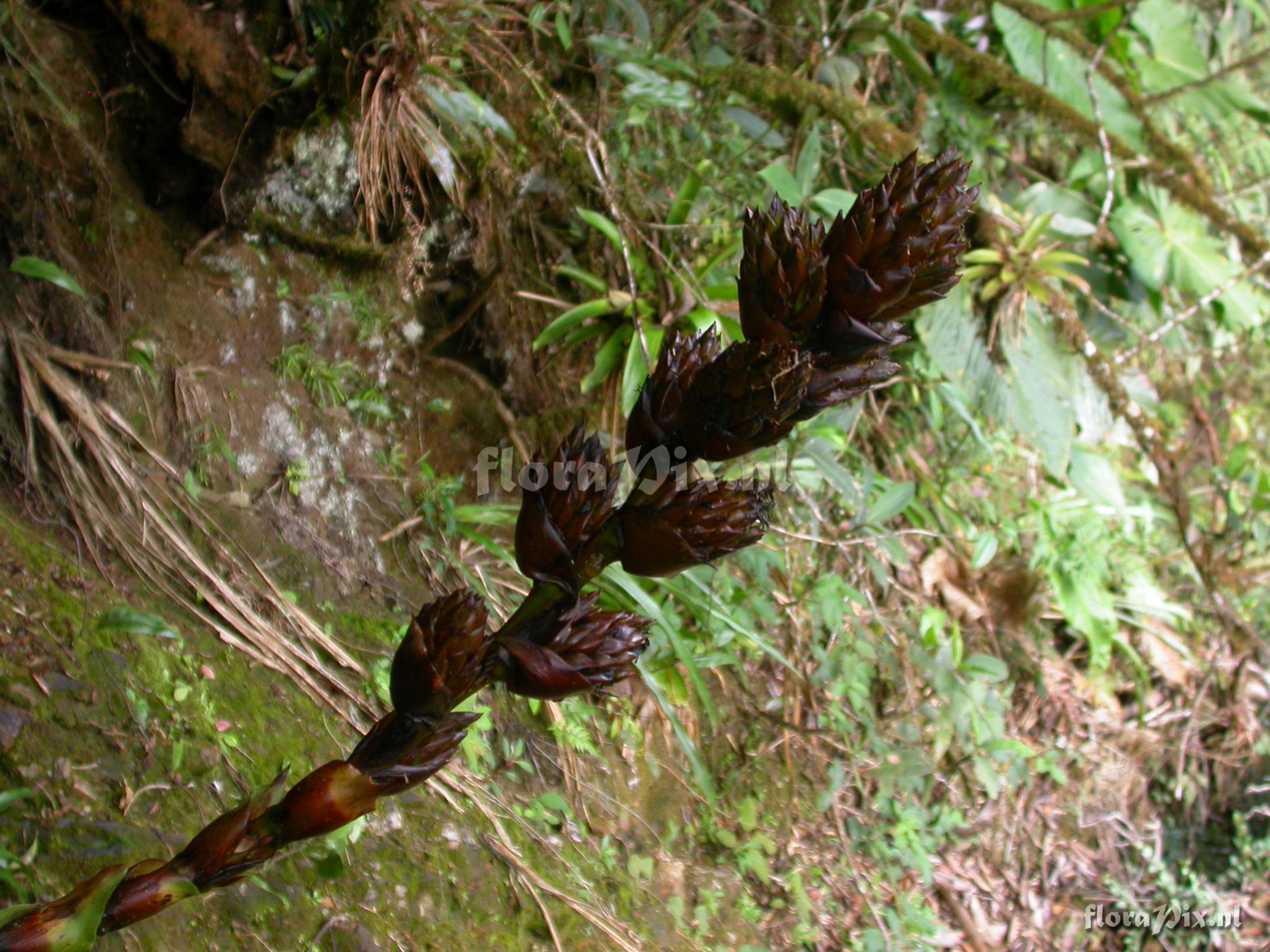 Guzmania xipholepis L.B. Sm.