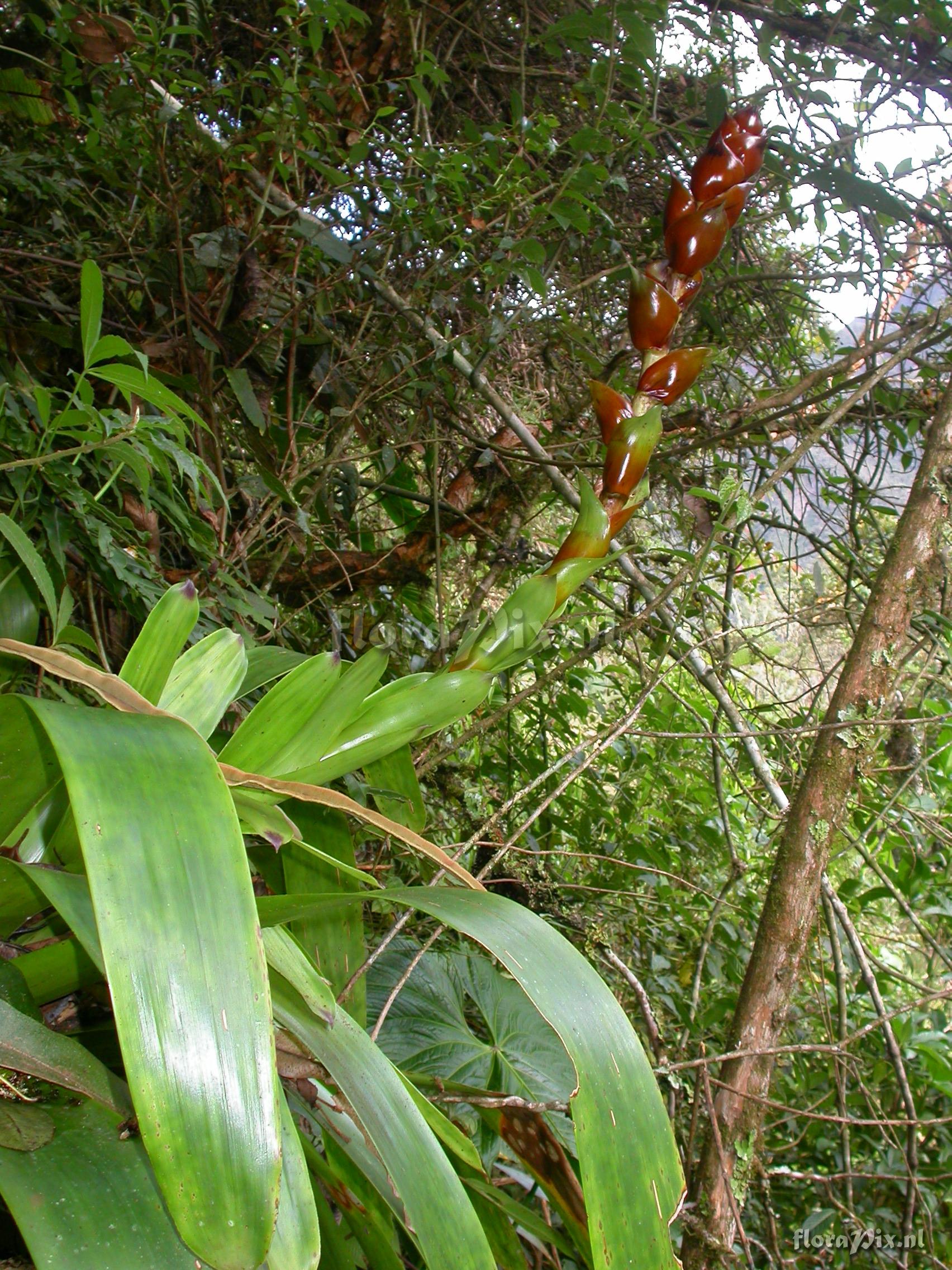 Guzmania xipholepis L.B. Sm.