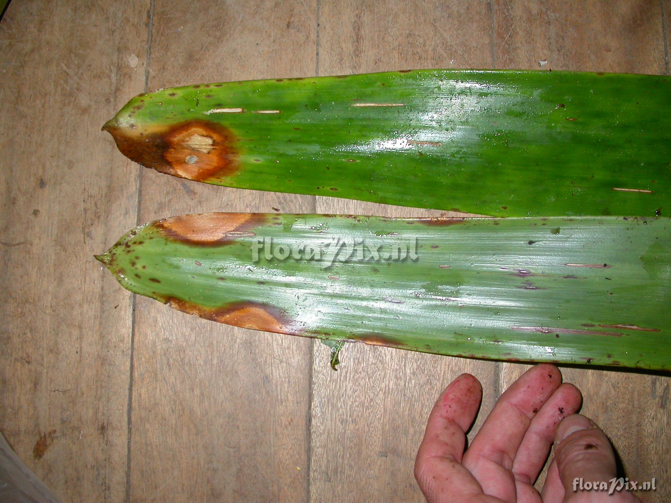 Guzmania xipholepis L.B. Sm.