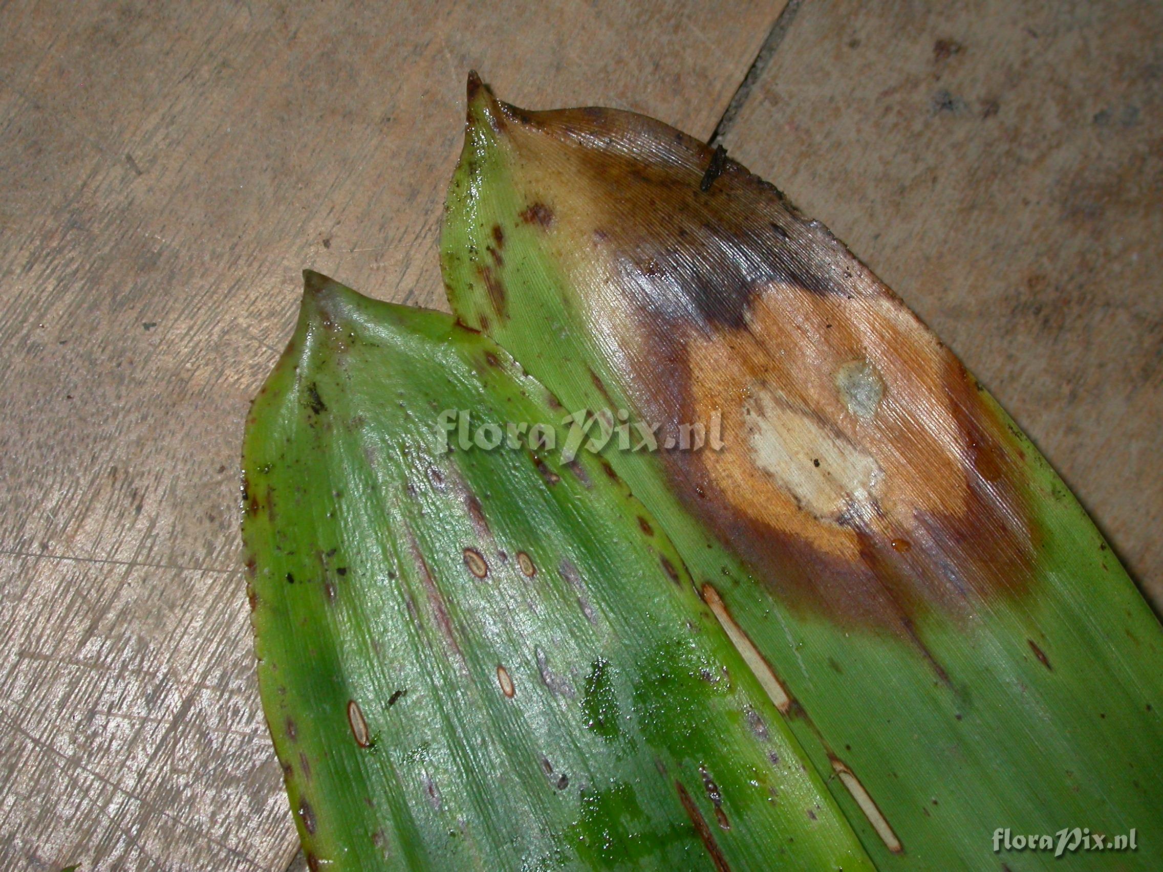 Guzmania xipholepis L.B. Sm.