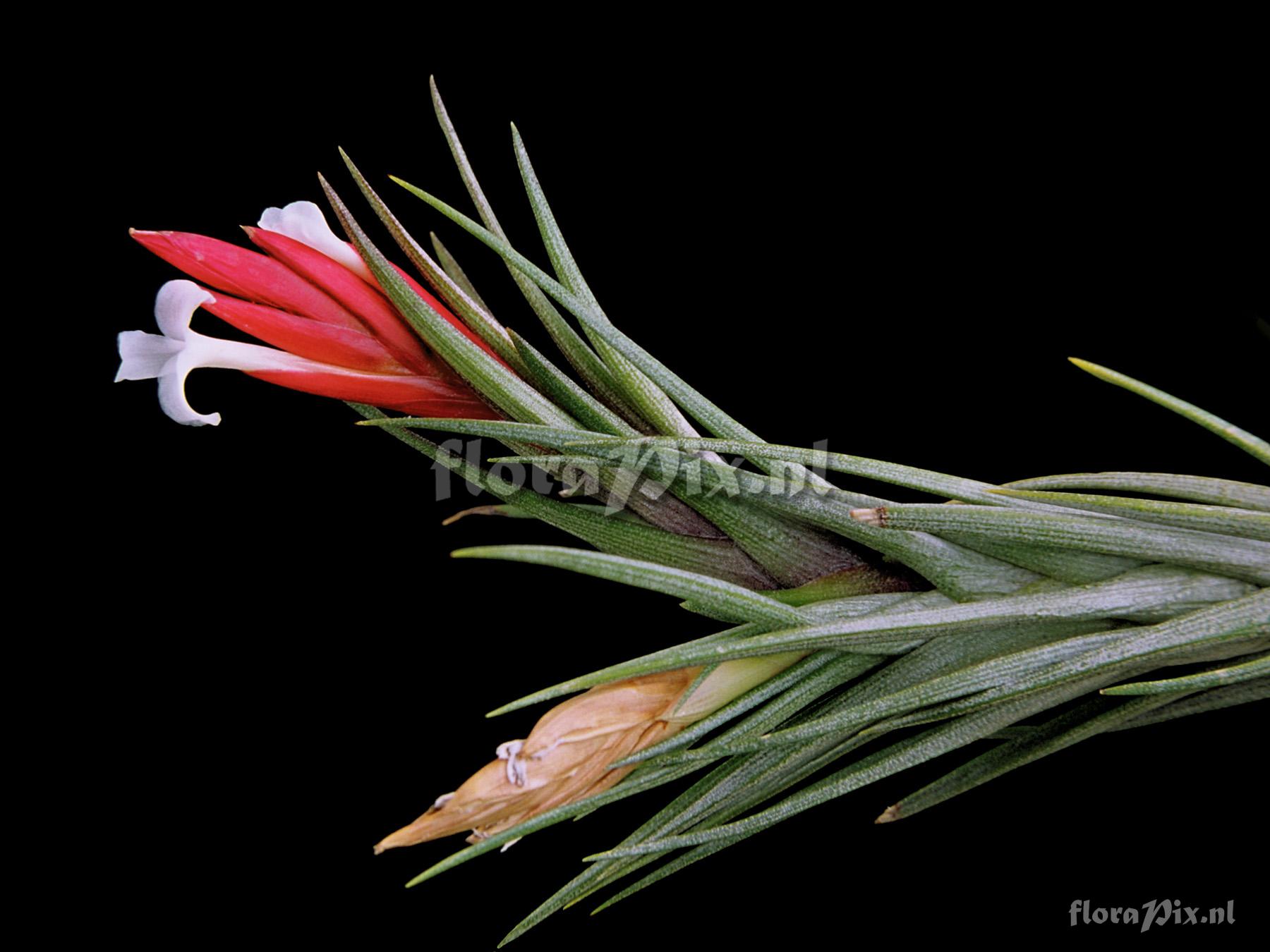 Tillandsia caulescens