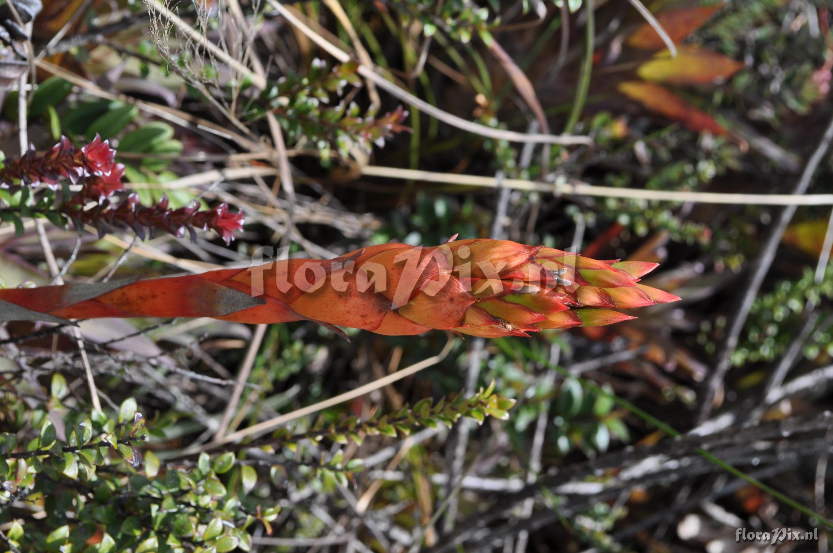 Tillandsia