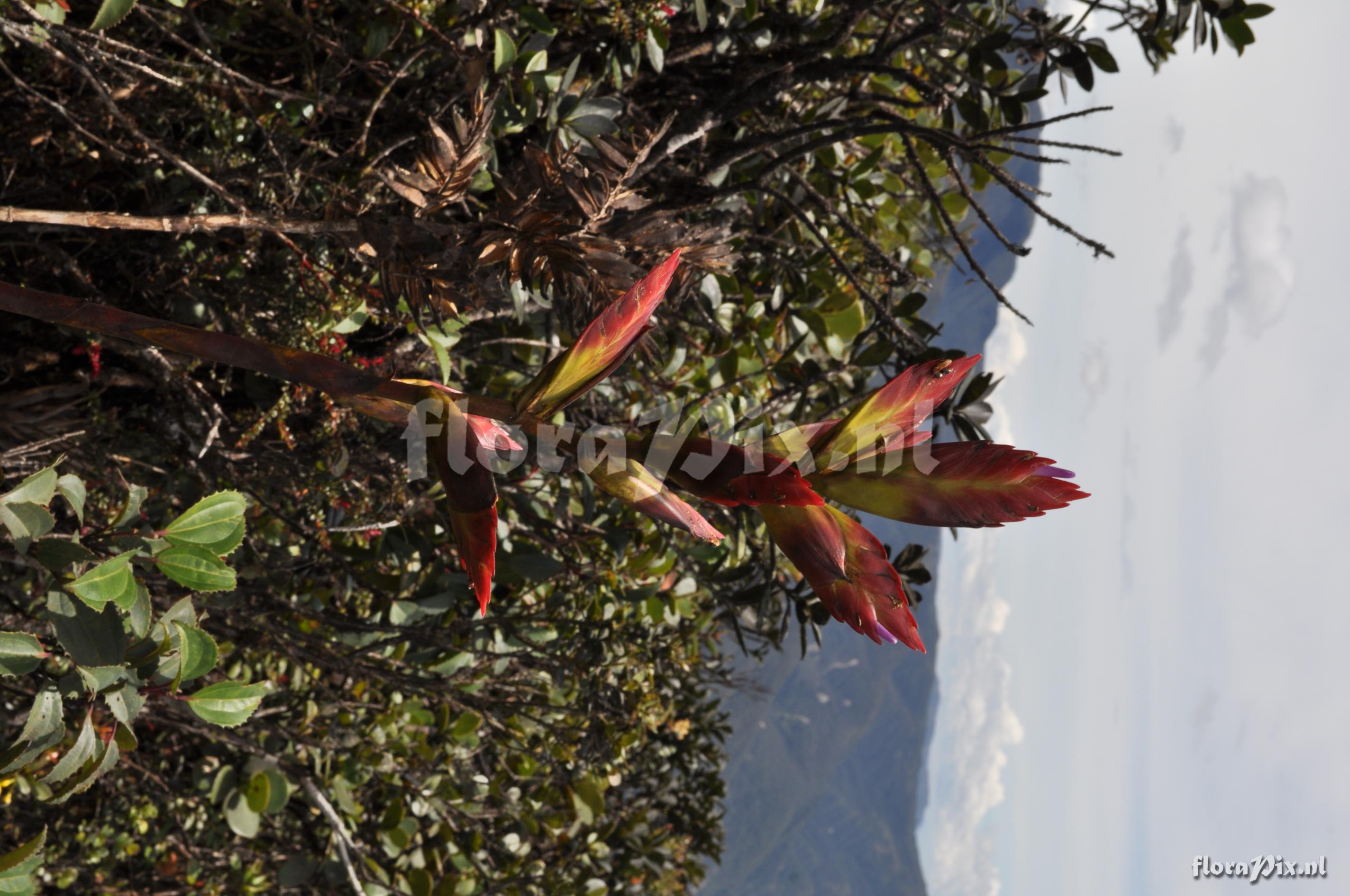 Tillandsia  