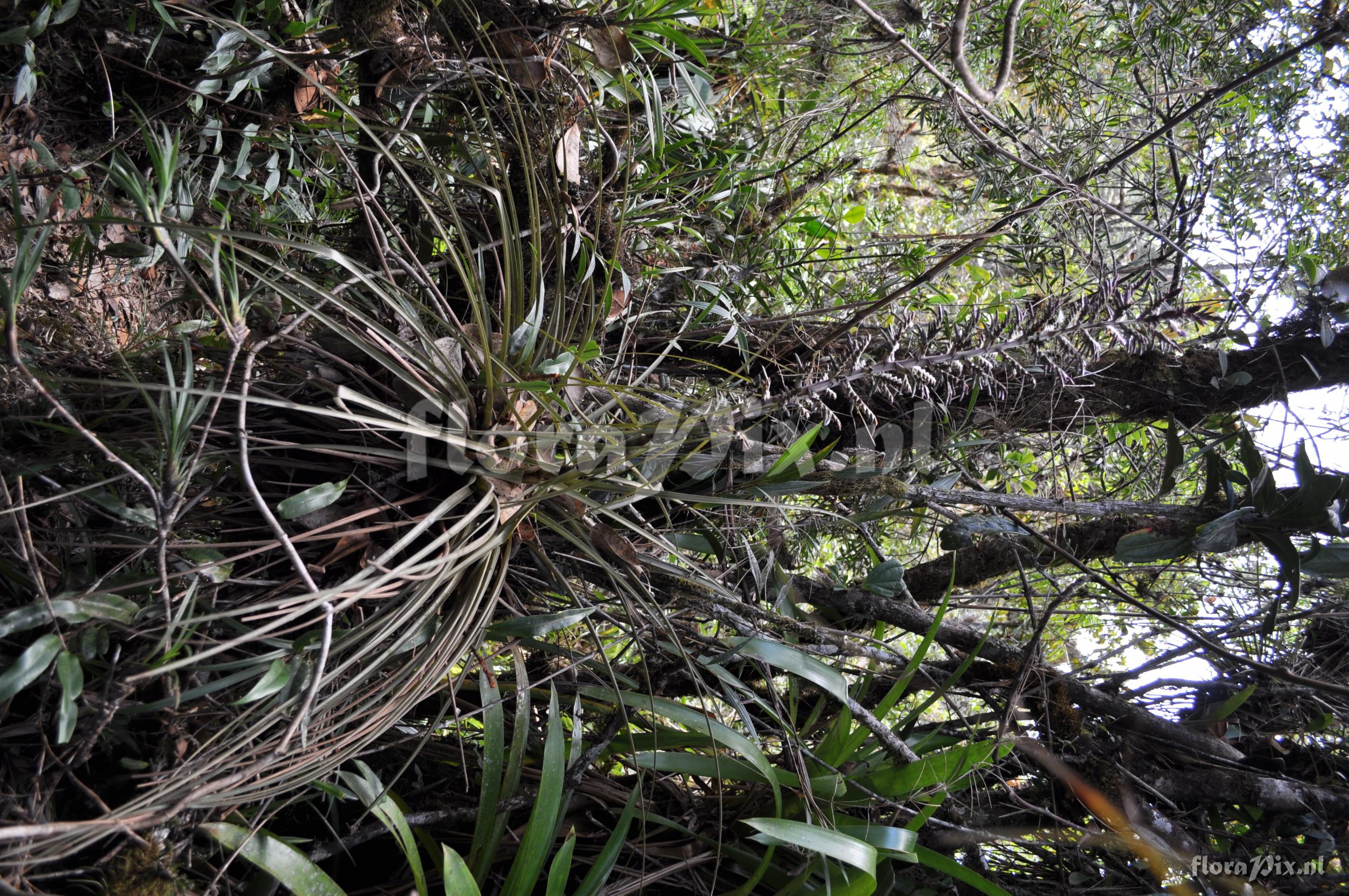 Tillandsia laminata