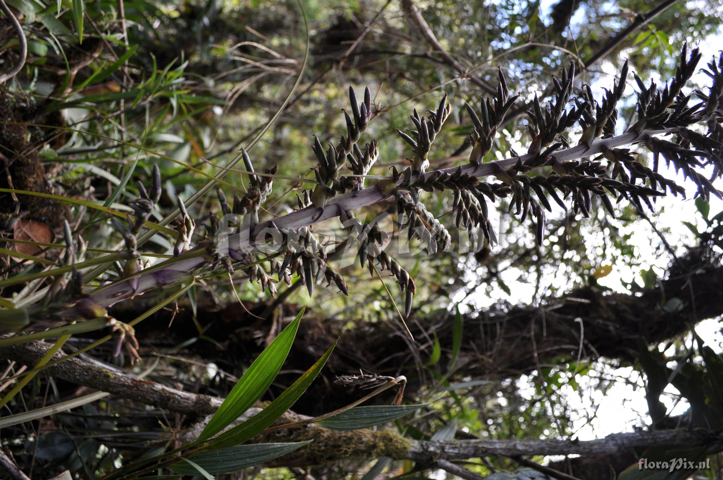 Tillandsia laminata