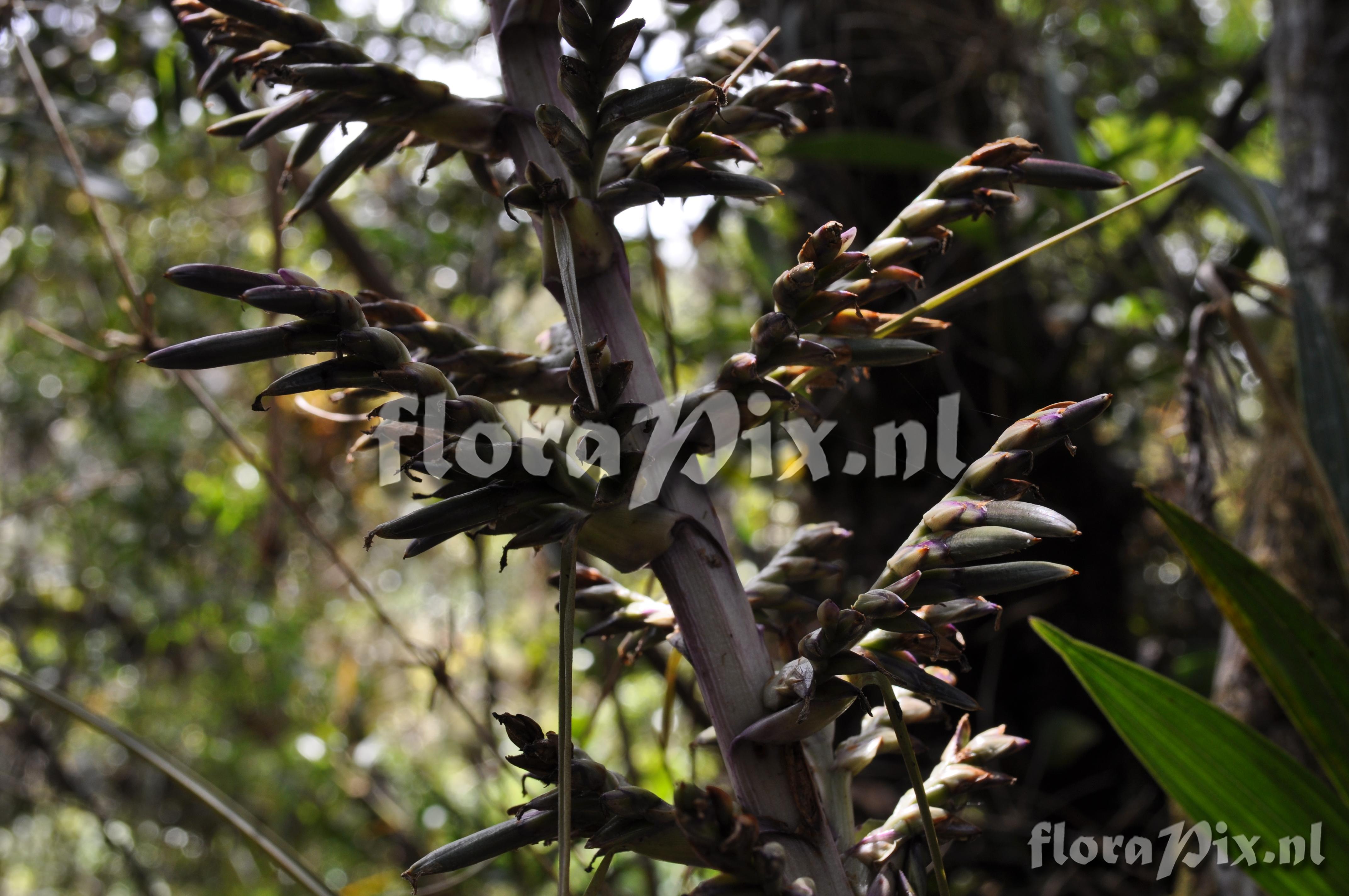 Tillandsia laminata 