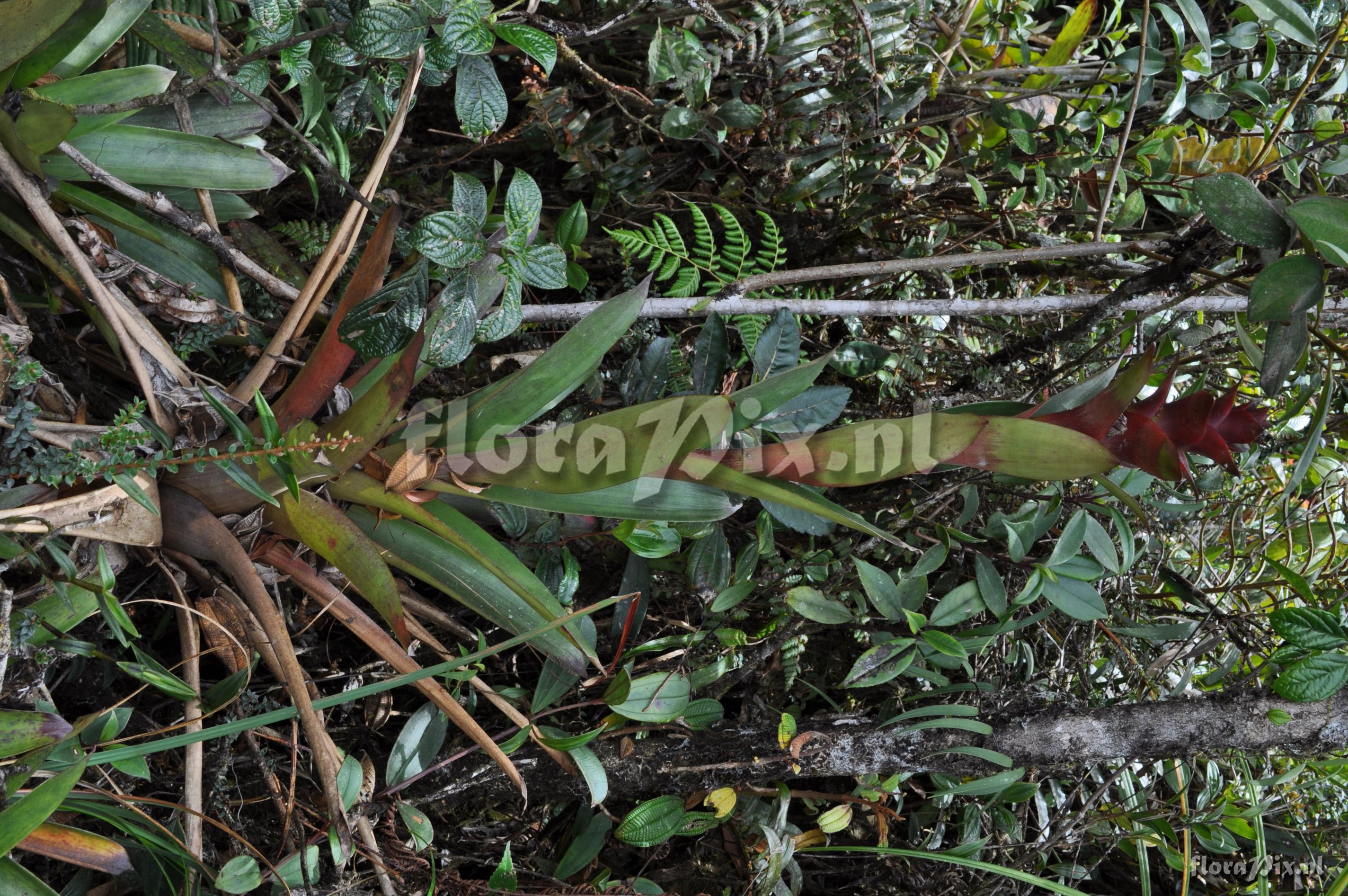 Guzmania lychnis