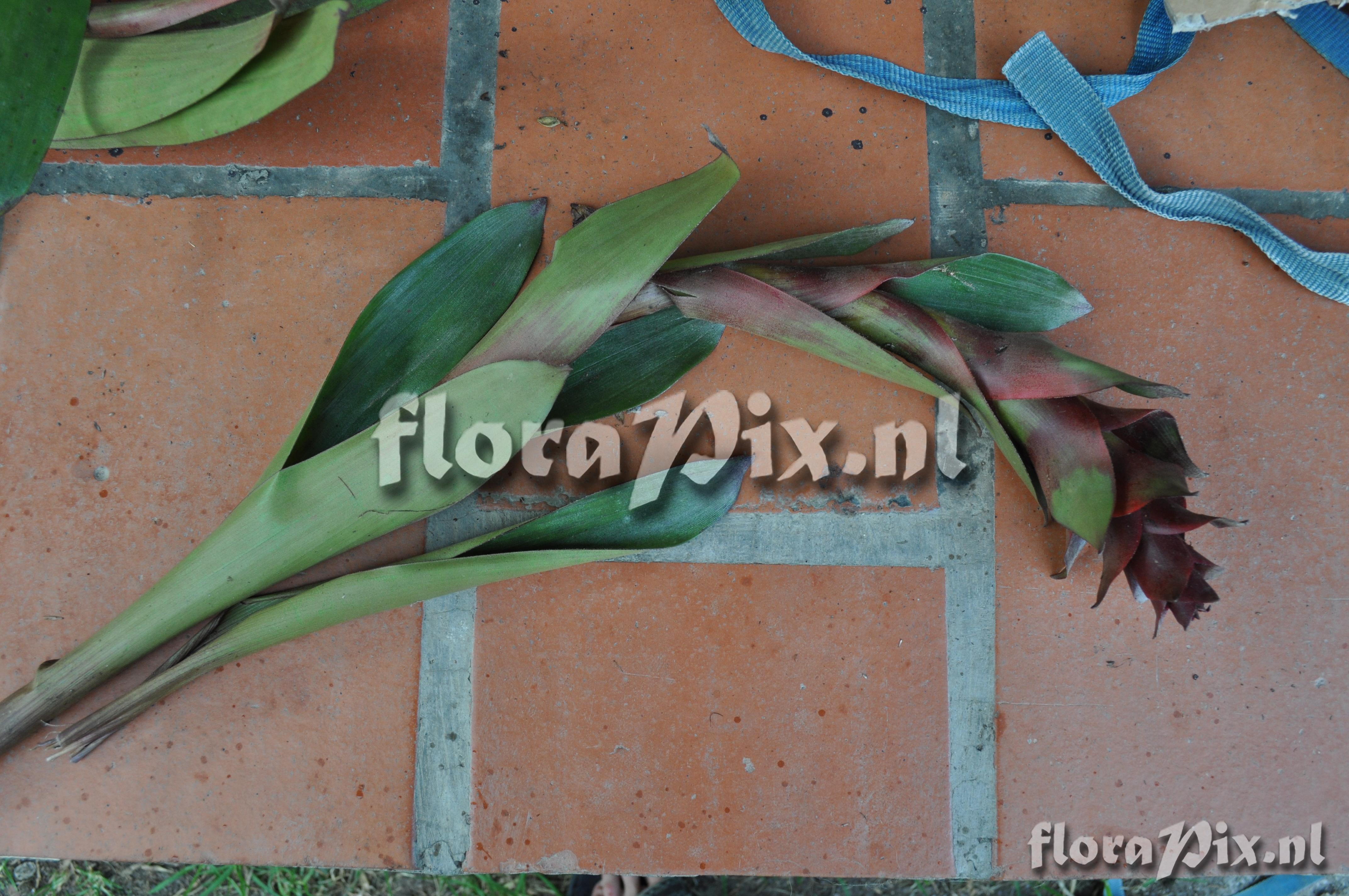 Guzmania  