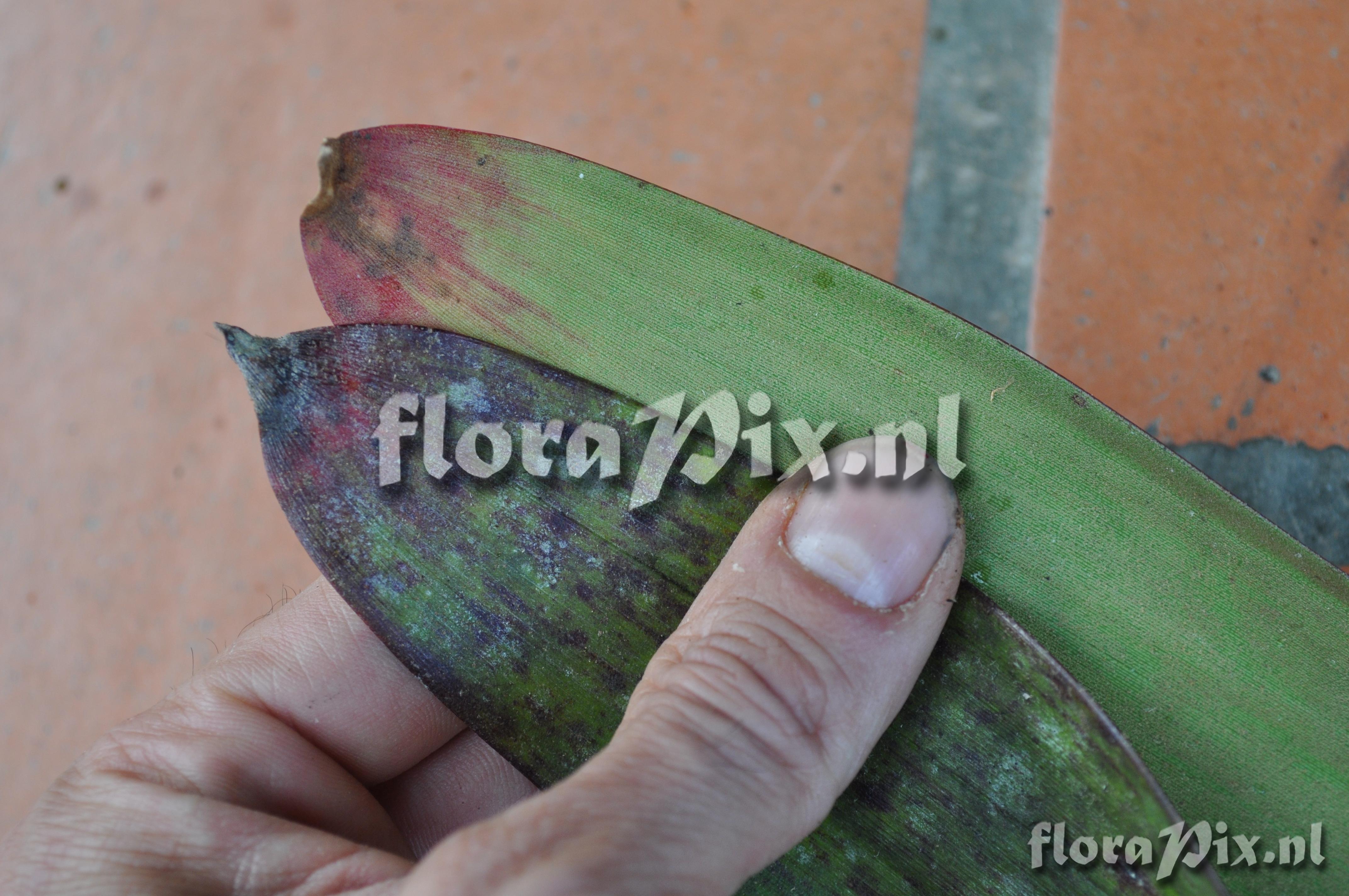 Guzmania  