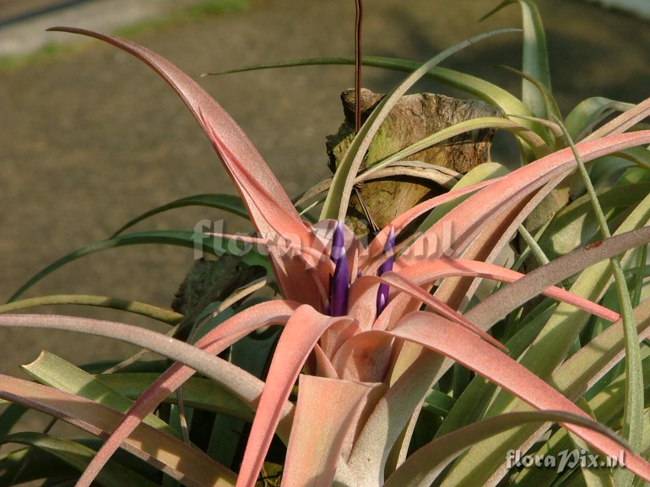 Tillandsia capitata