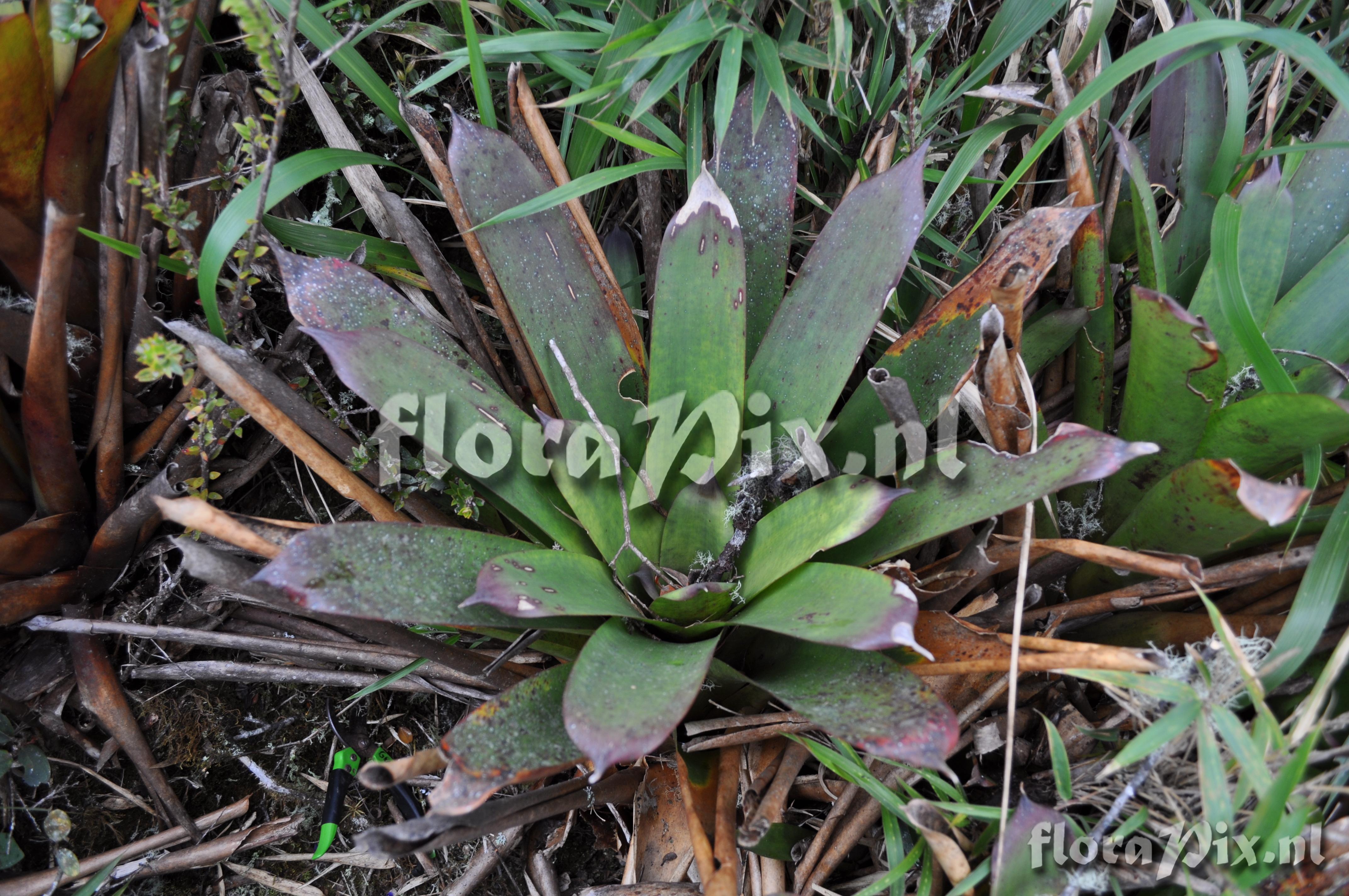 Mezobromelia fulgens 