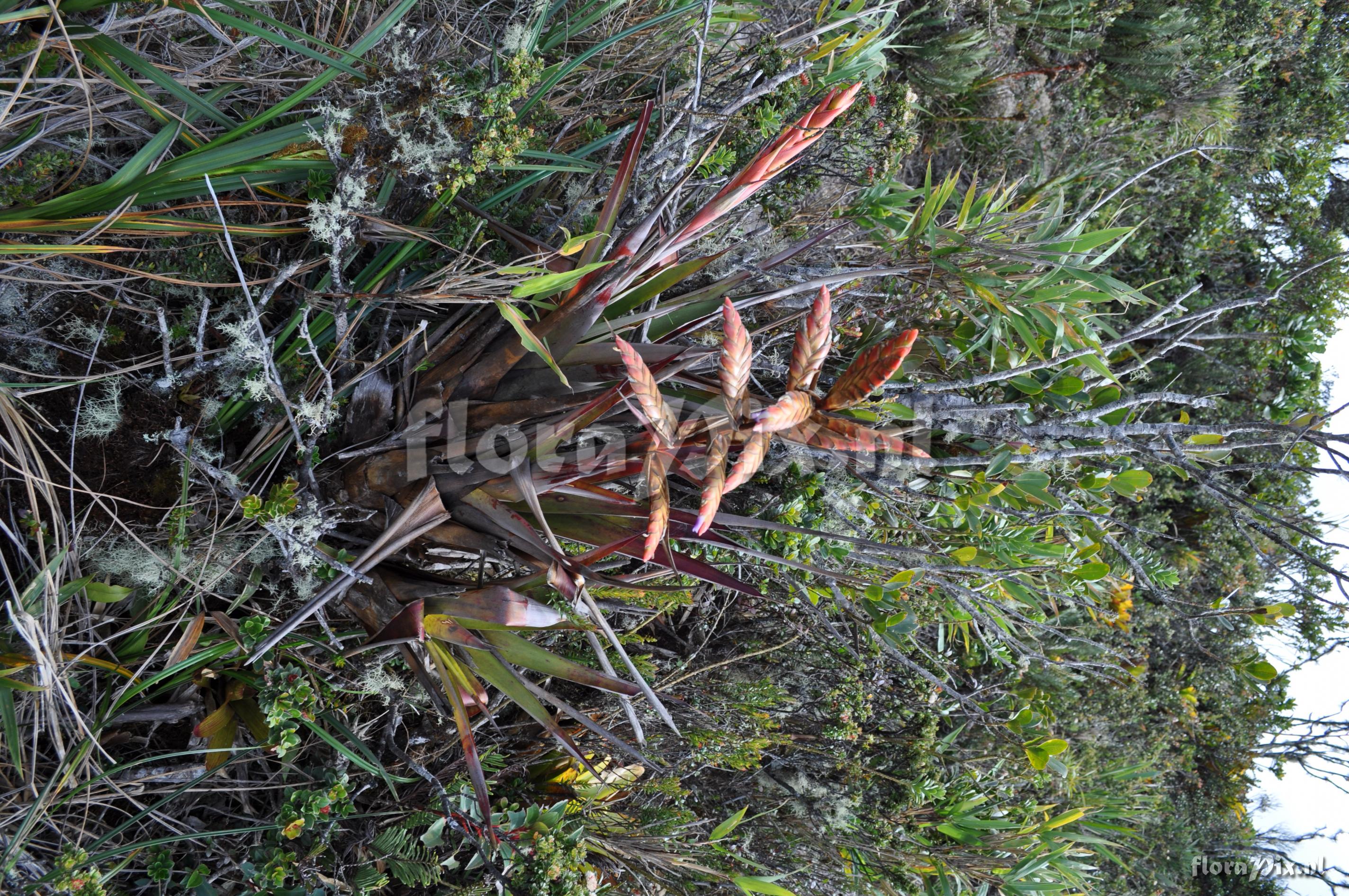 Tillandsia confinis L.B. Sm.