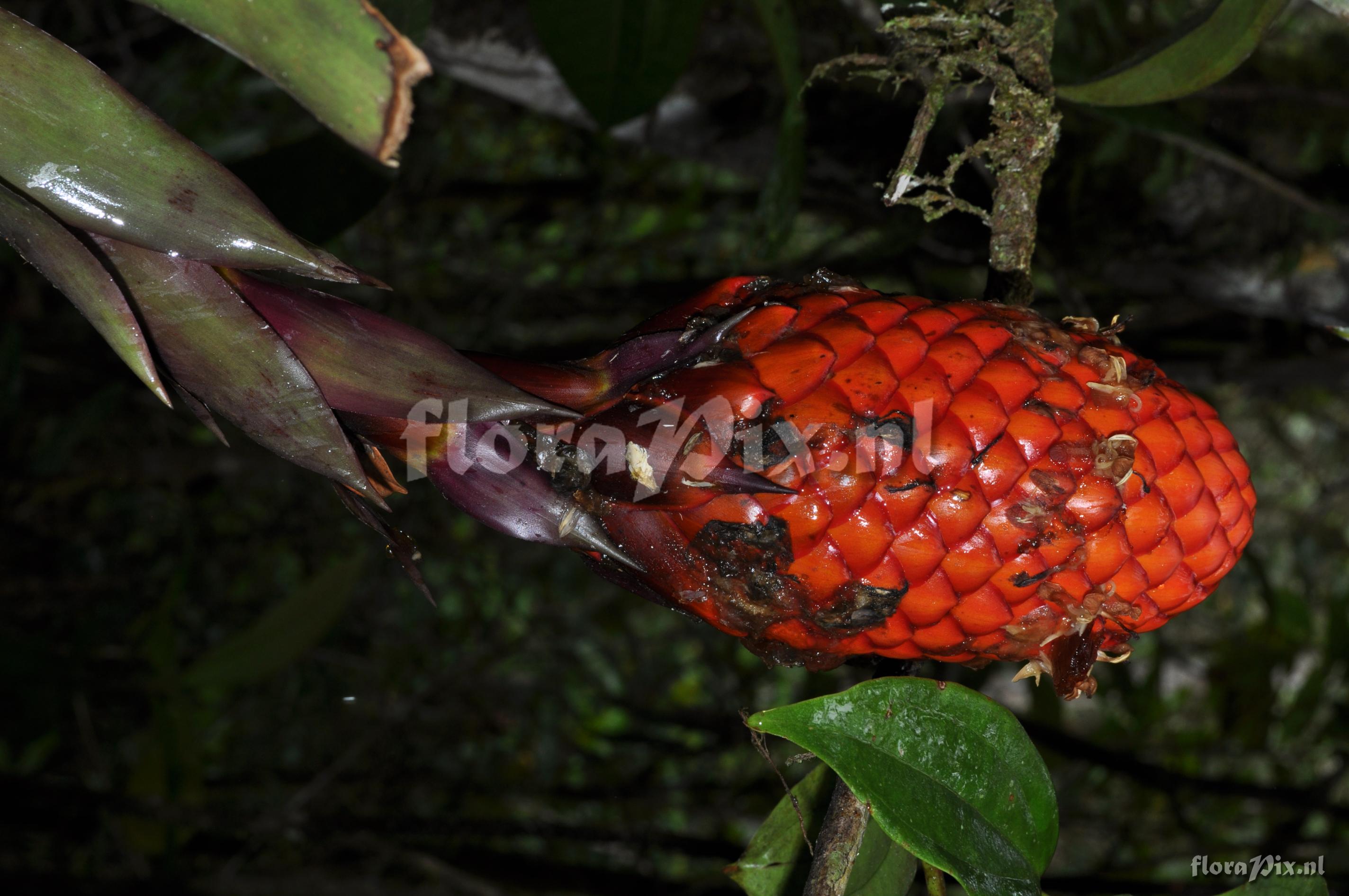 Guzmania claviformis 