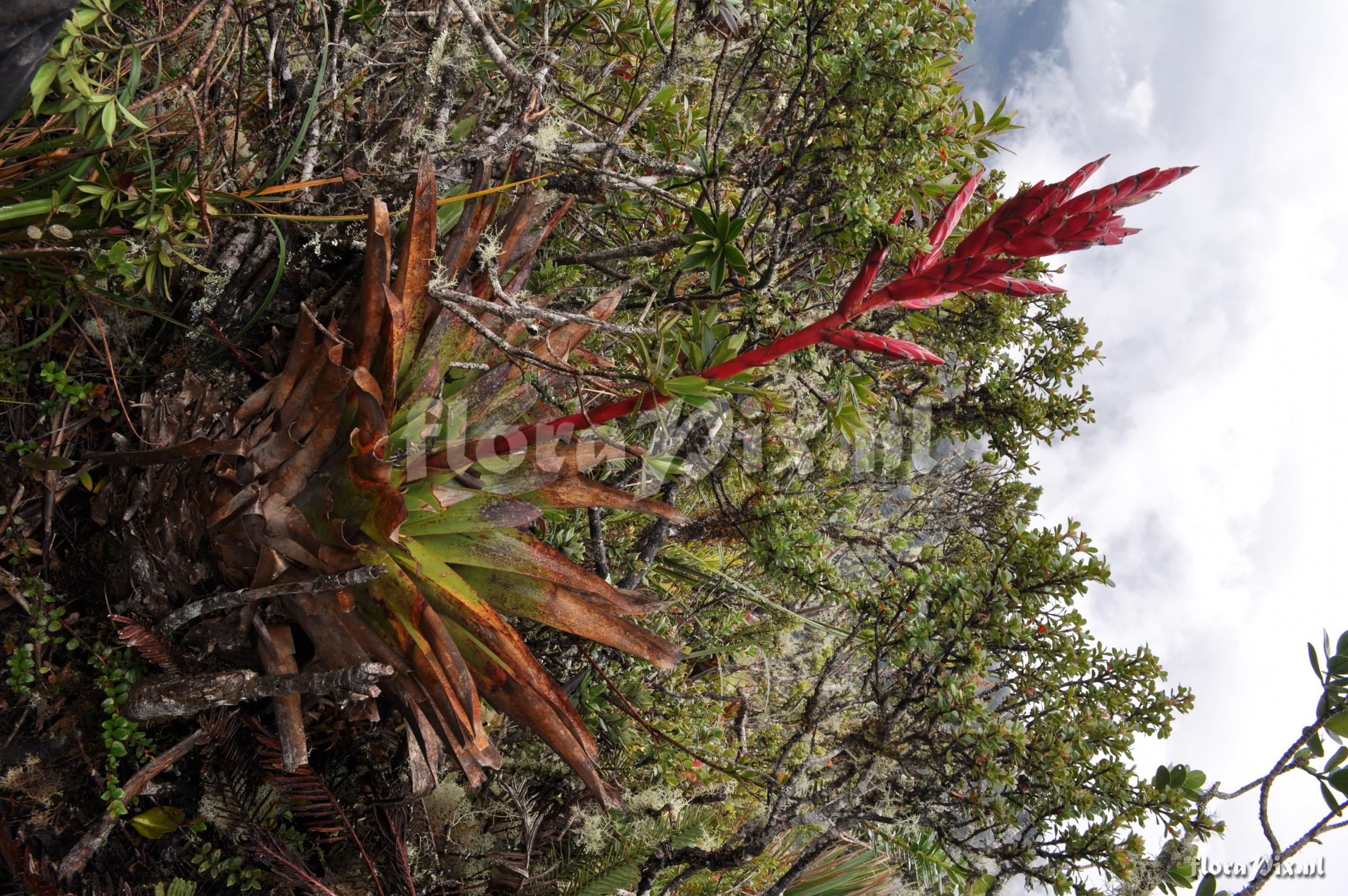 Tillandsia aff. fendleri 