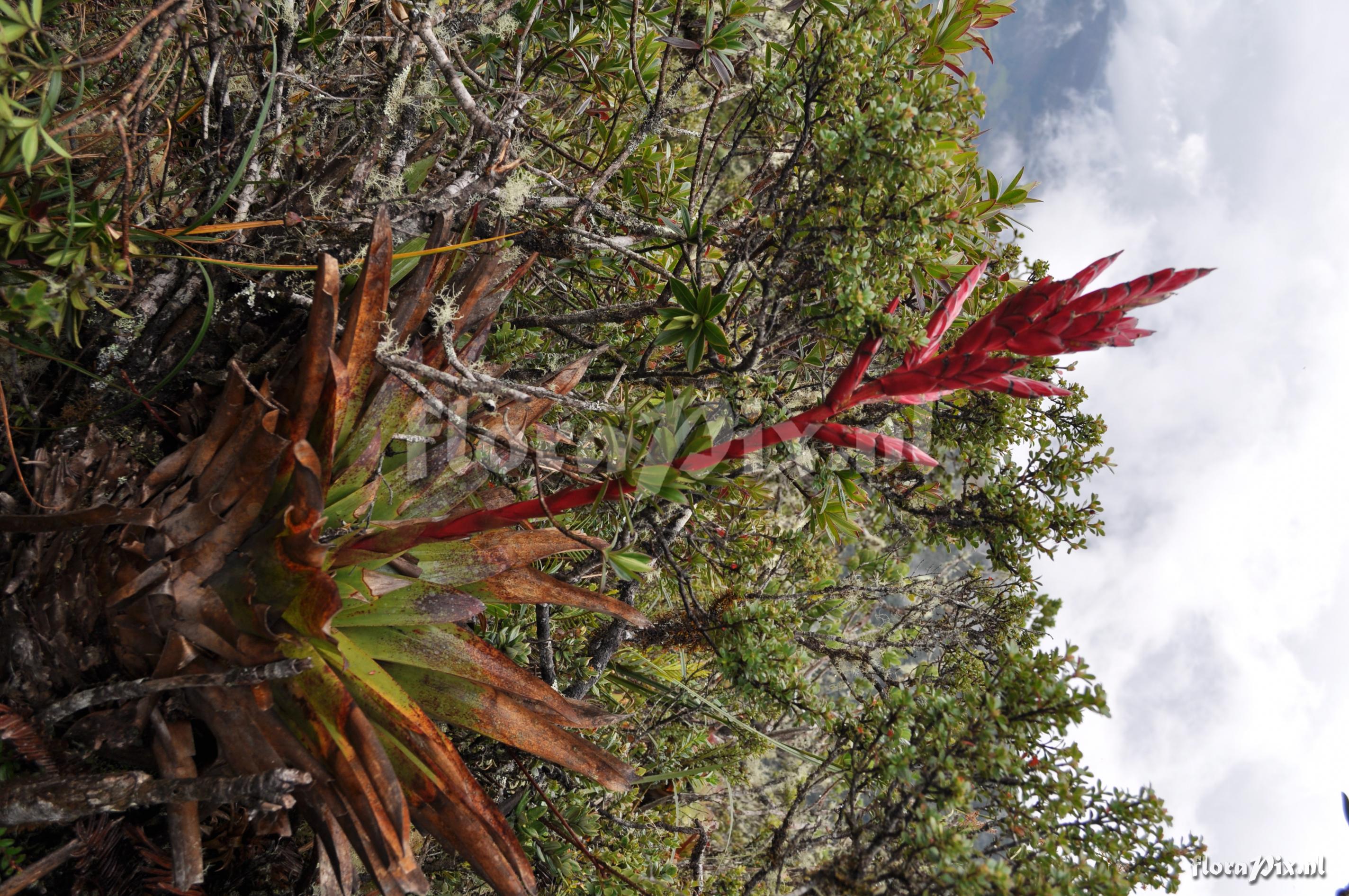 Tillandsia aff. fendleri 