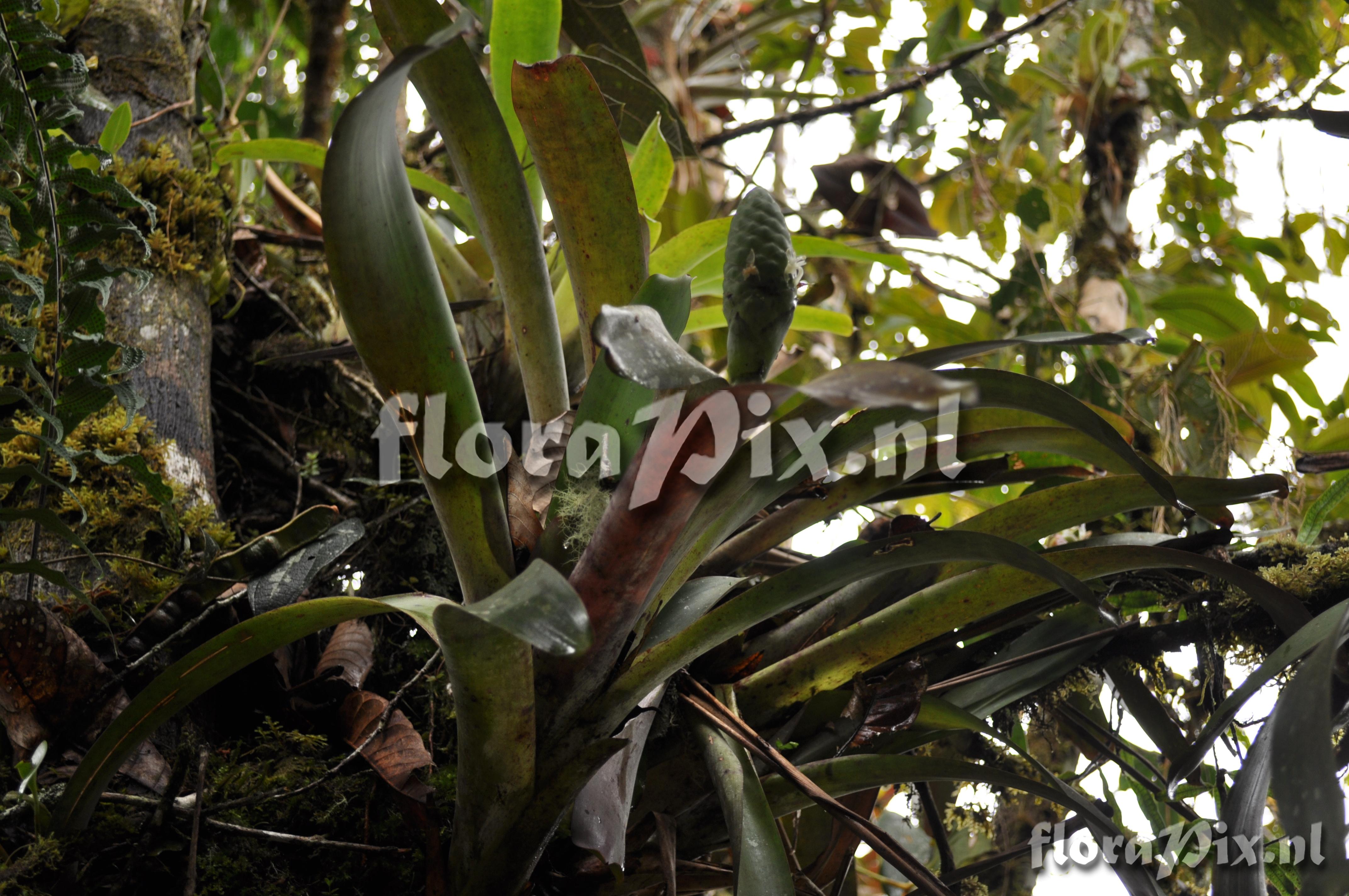 Guzmania retusa