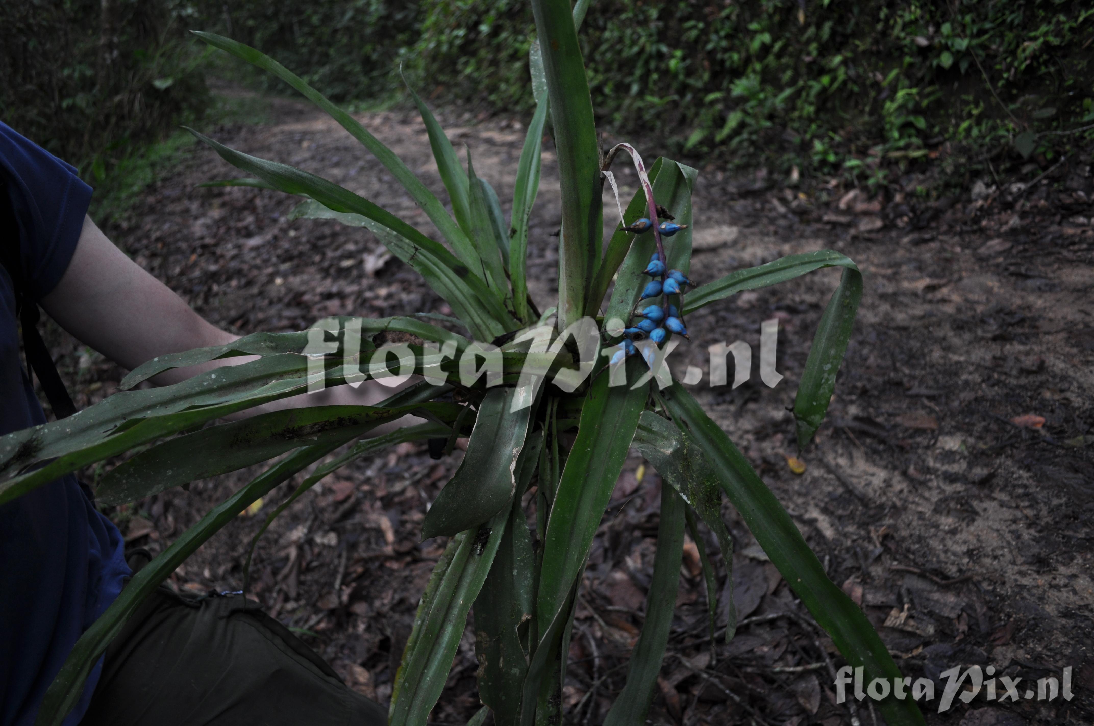 Billbergia perhaps? 