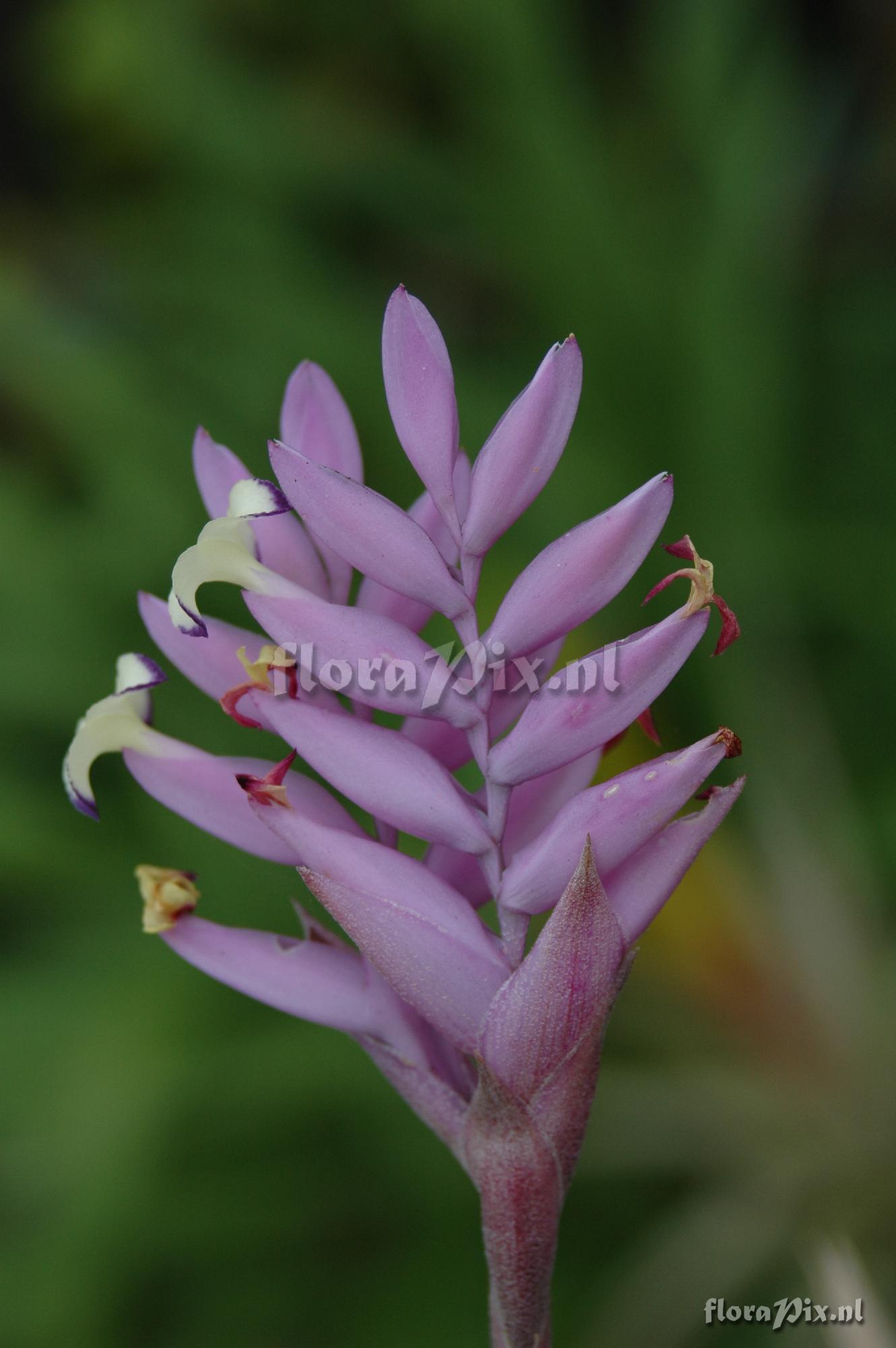 Tillandsia cacticola