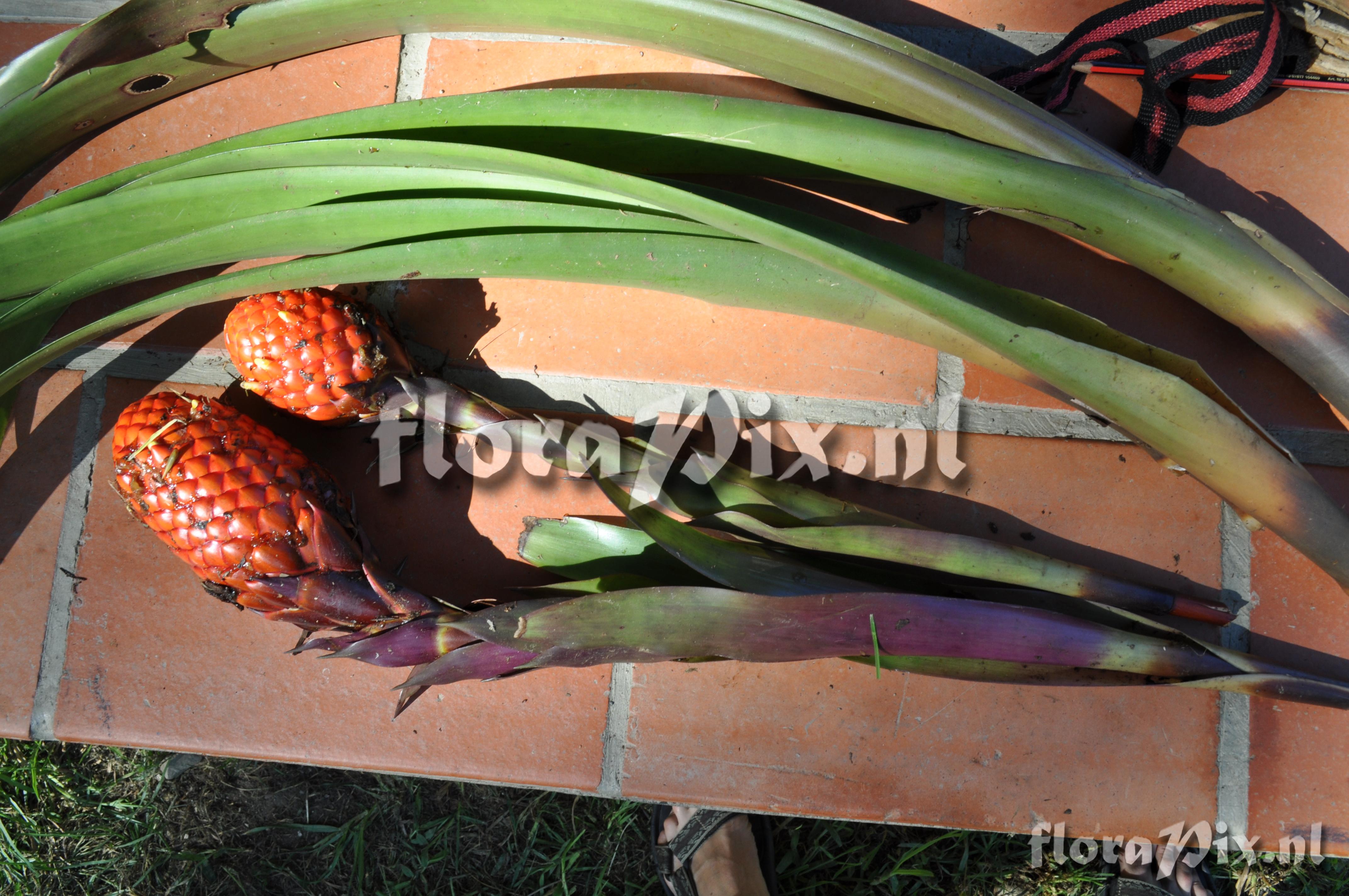 Guzmania claviformis