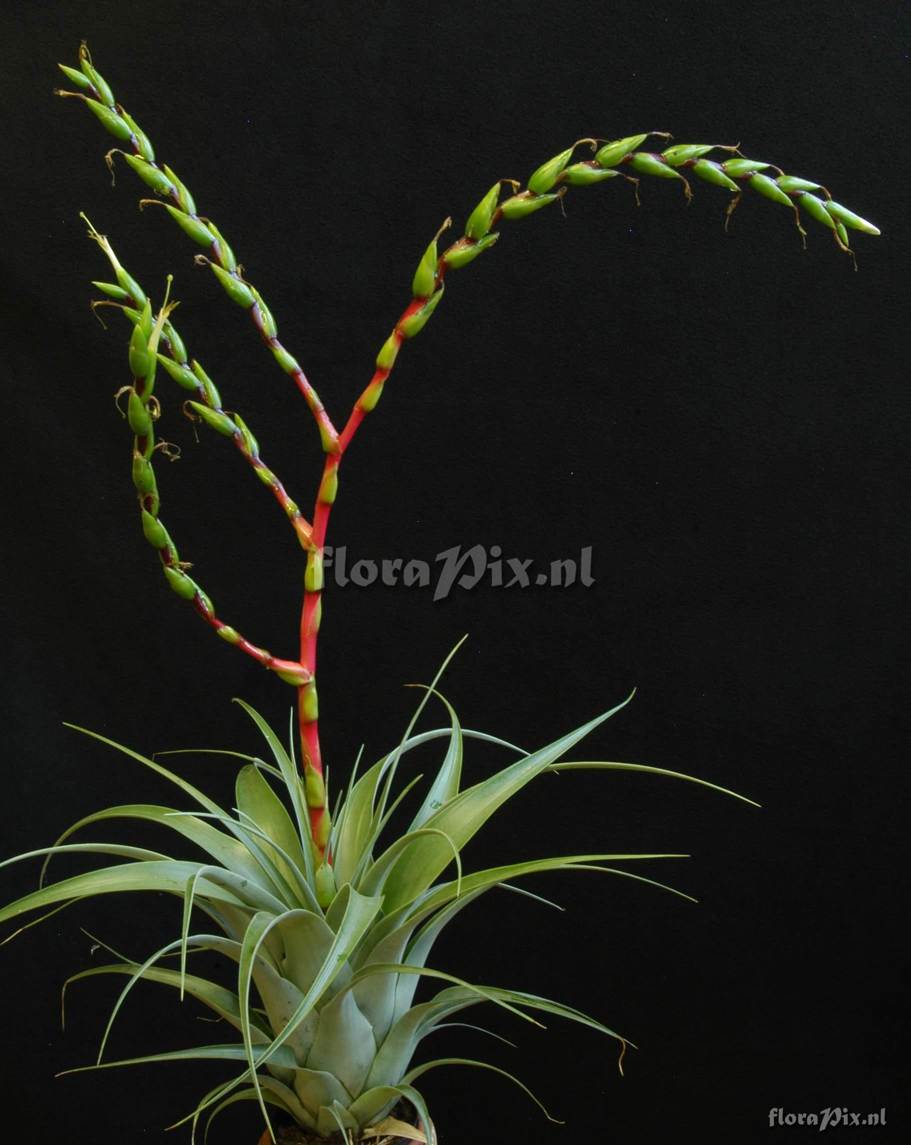 Tillandsia comitanensis