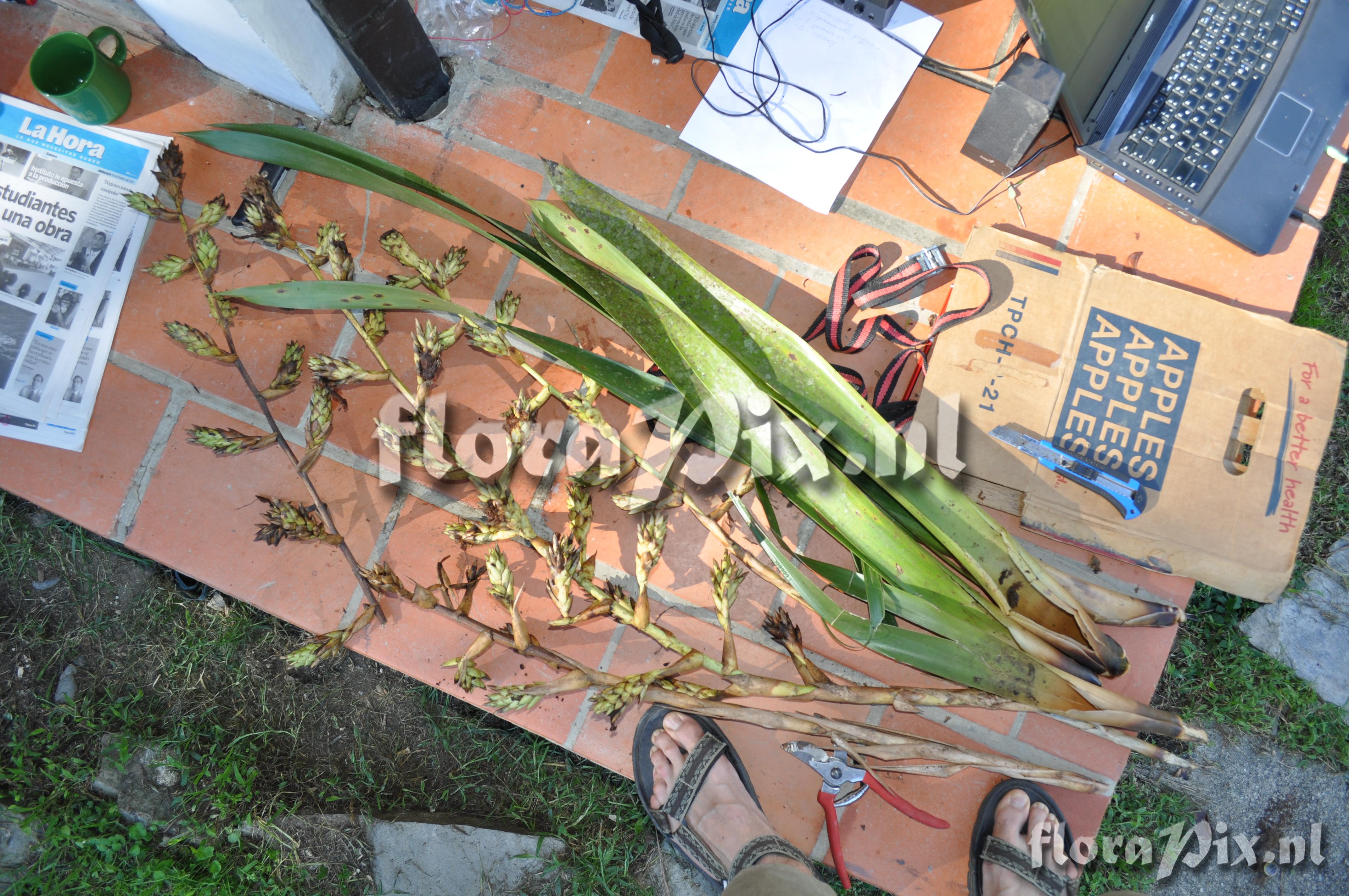 Guzmania altsonii