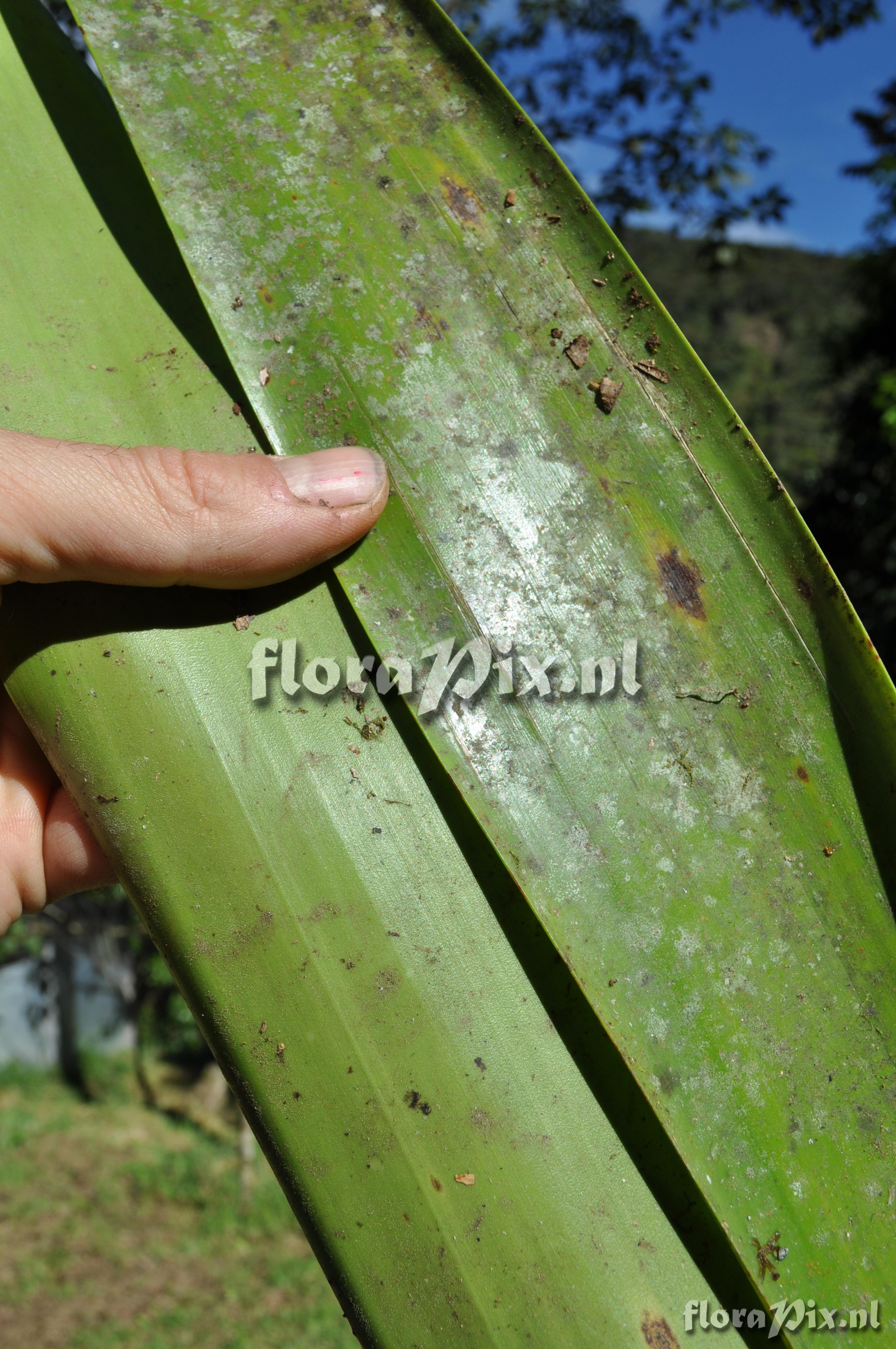 Guzmania altsonii