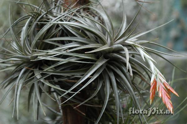 Tillandsia cf didisticha