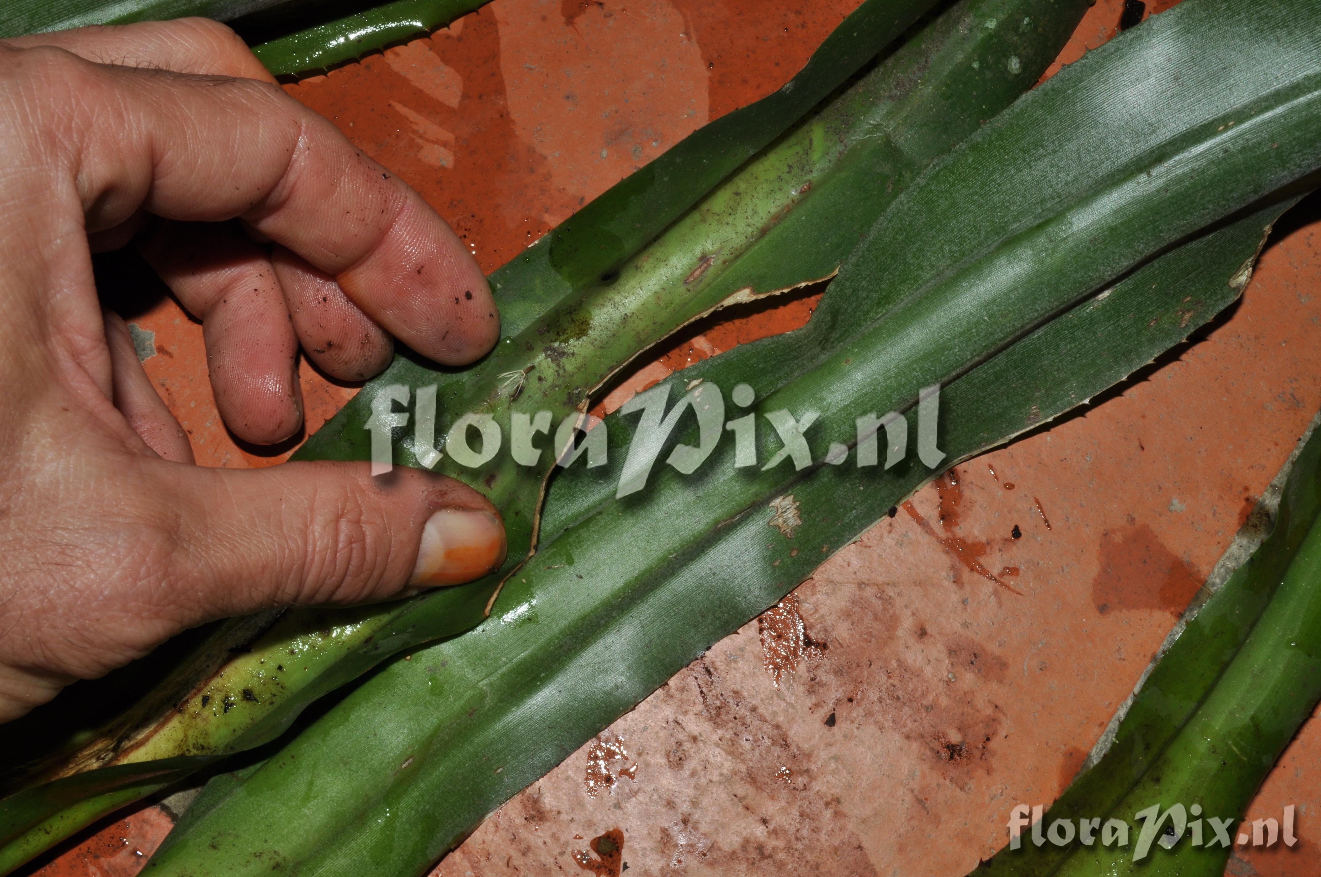 Billbergia perhaps? 