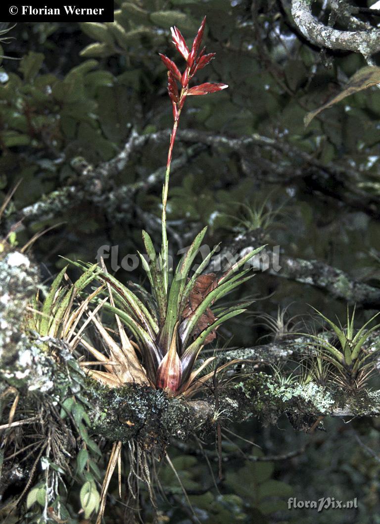 Tillandsia SL spec.