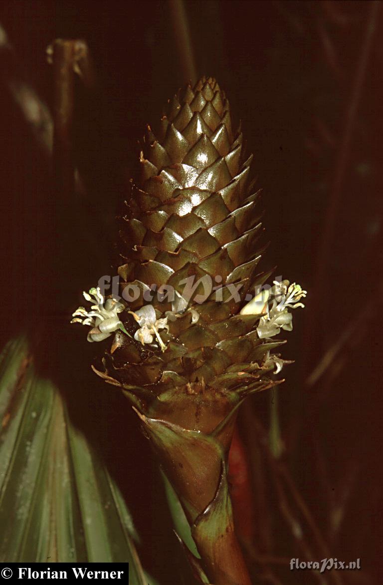 Guzmania coriostachya