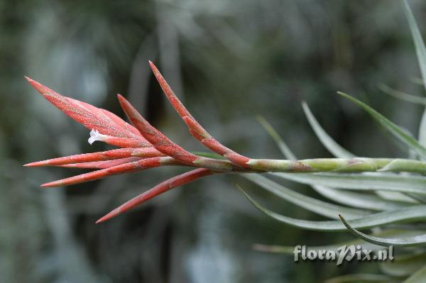 Tillandsia didisticha