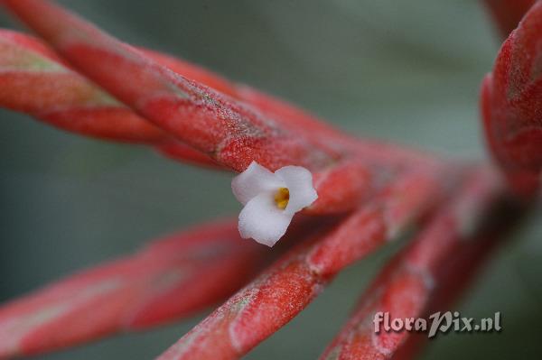 Tillandsia didisticha