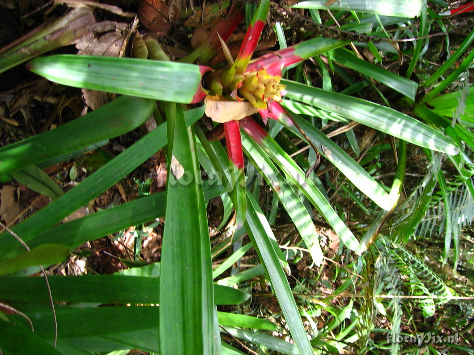 Guzmania squarrosa (Mez & Sodiro) L.B. Smith & Pittd.