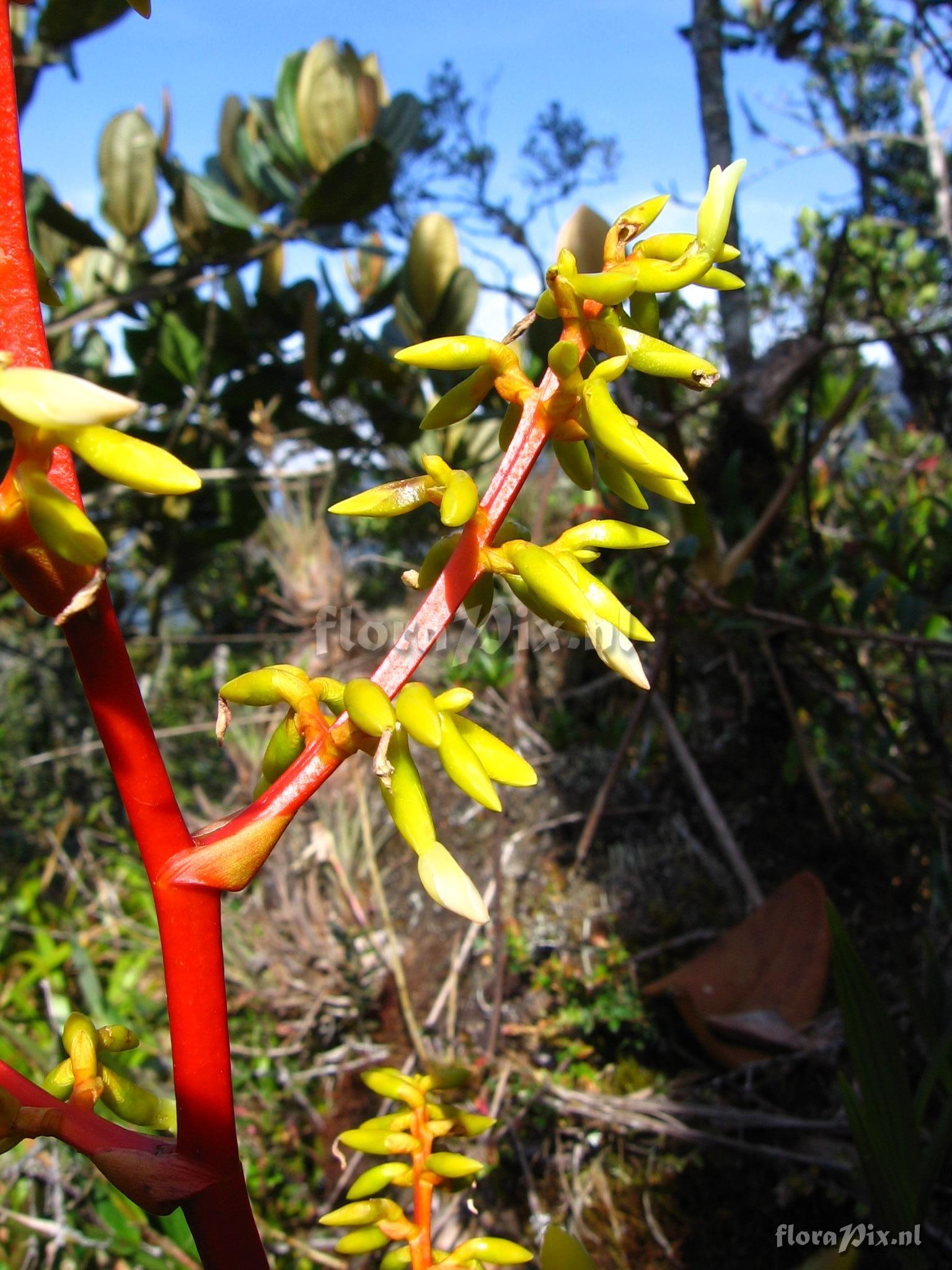 Guzmania difusa