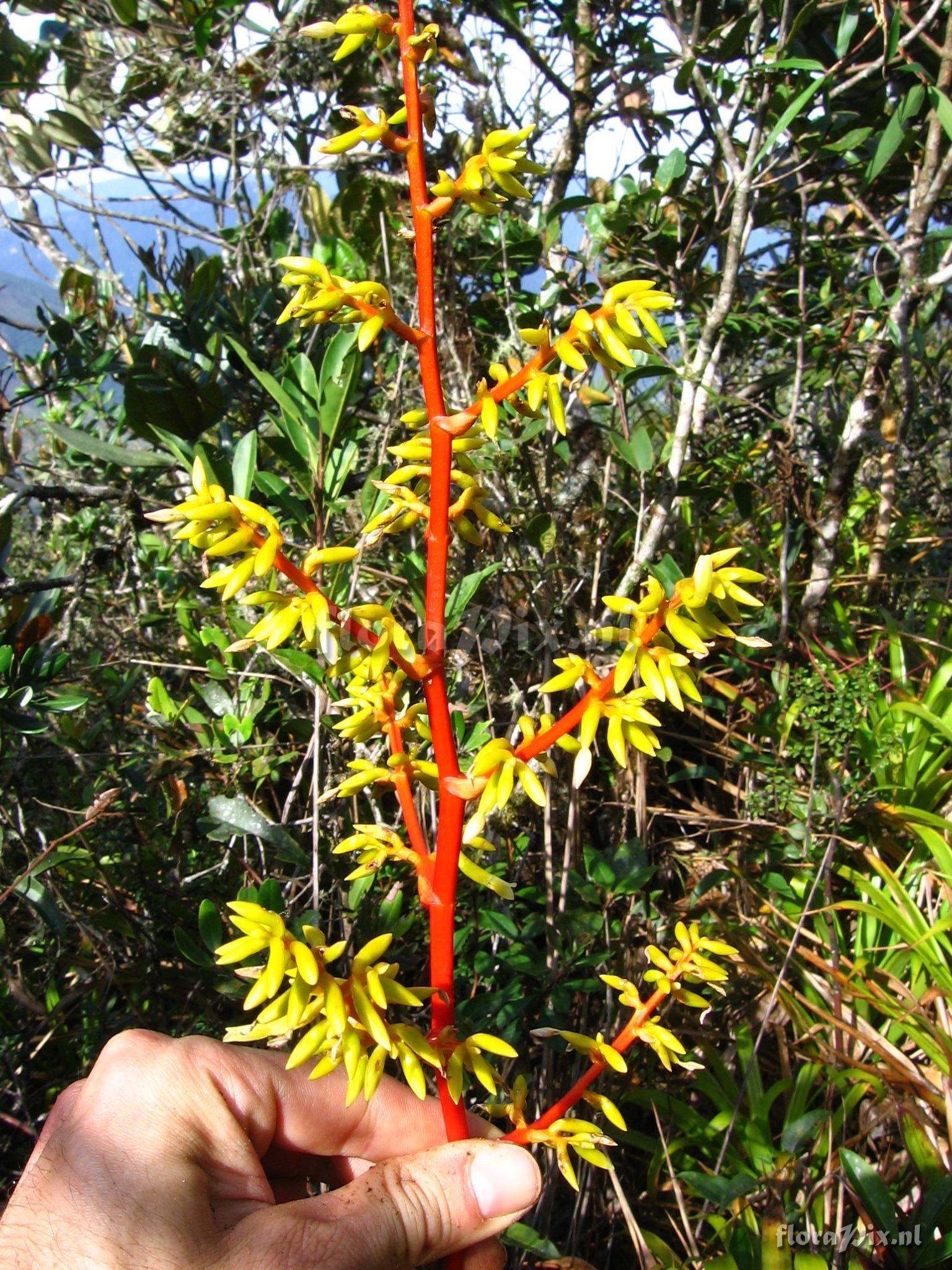 Guzmania difusa