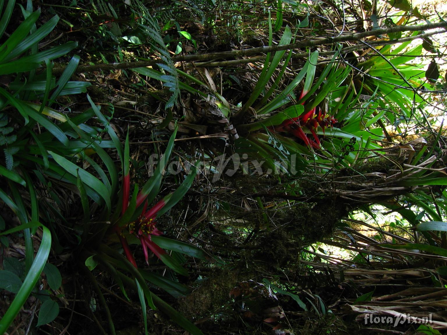 Guzmania kareniae