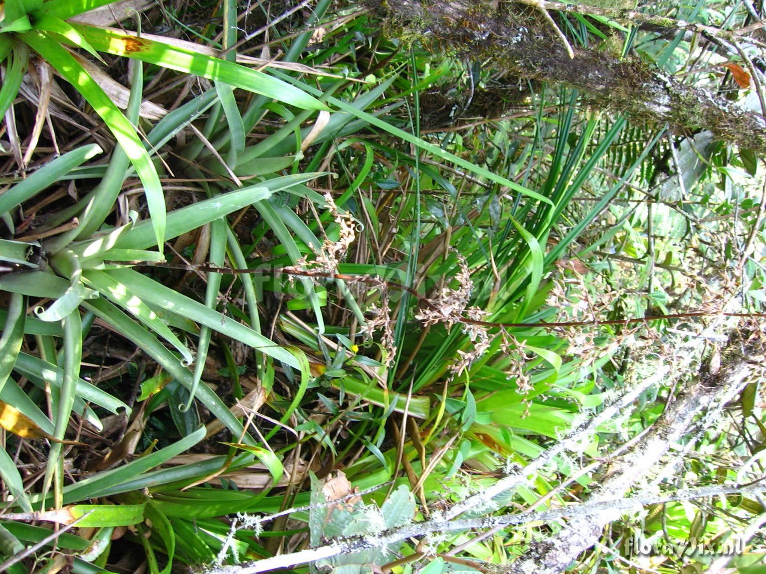 Racinaea tripinnata (Bak) M.A. Spencer & L.B. Smith