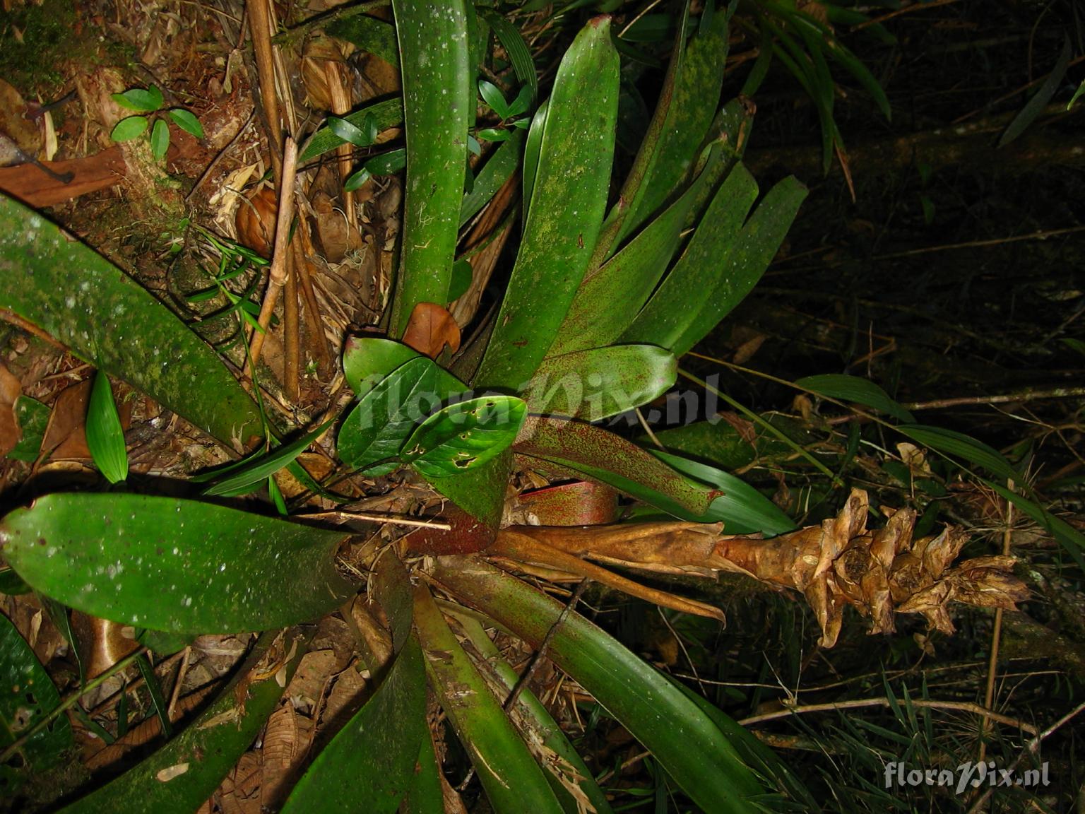 Mezobromelia capituligera 