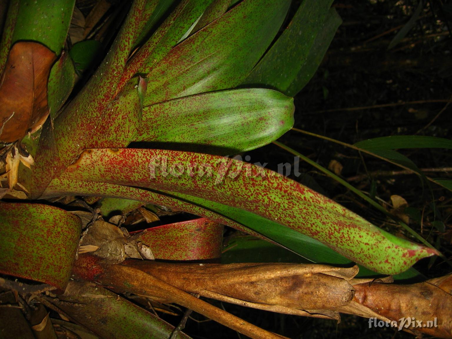 Mezobromelia capituligera 