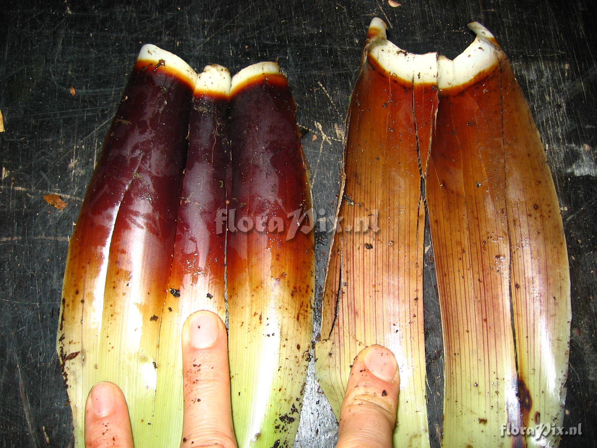 Guzmania atrocastanea H. Luther