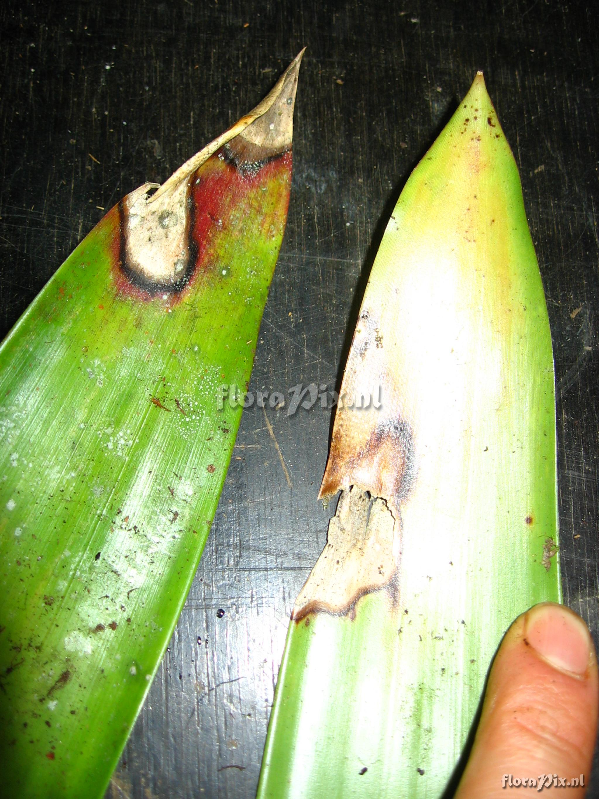 Guzmania atrocastanea H. Luther