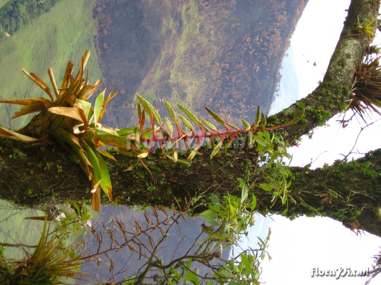 Tillandsia fendleri