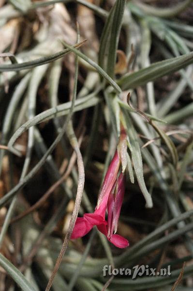 Tillandsia dorotheae