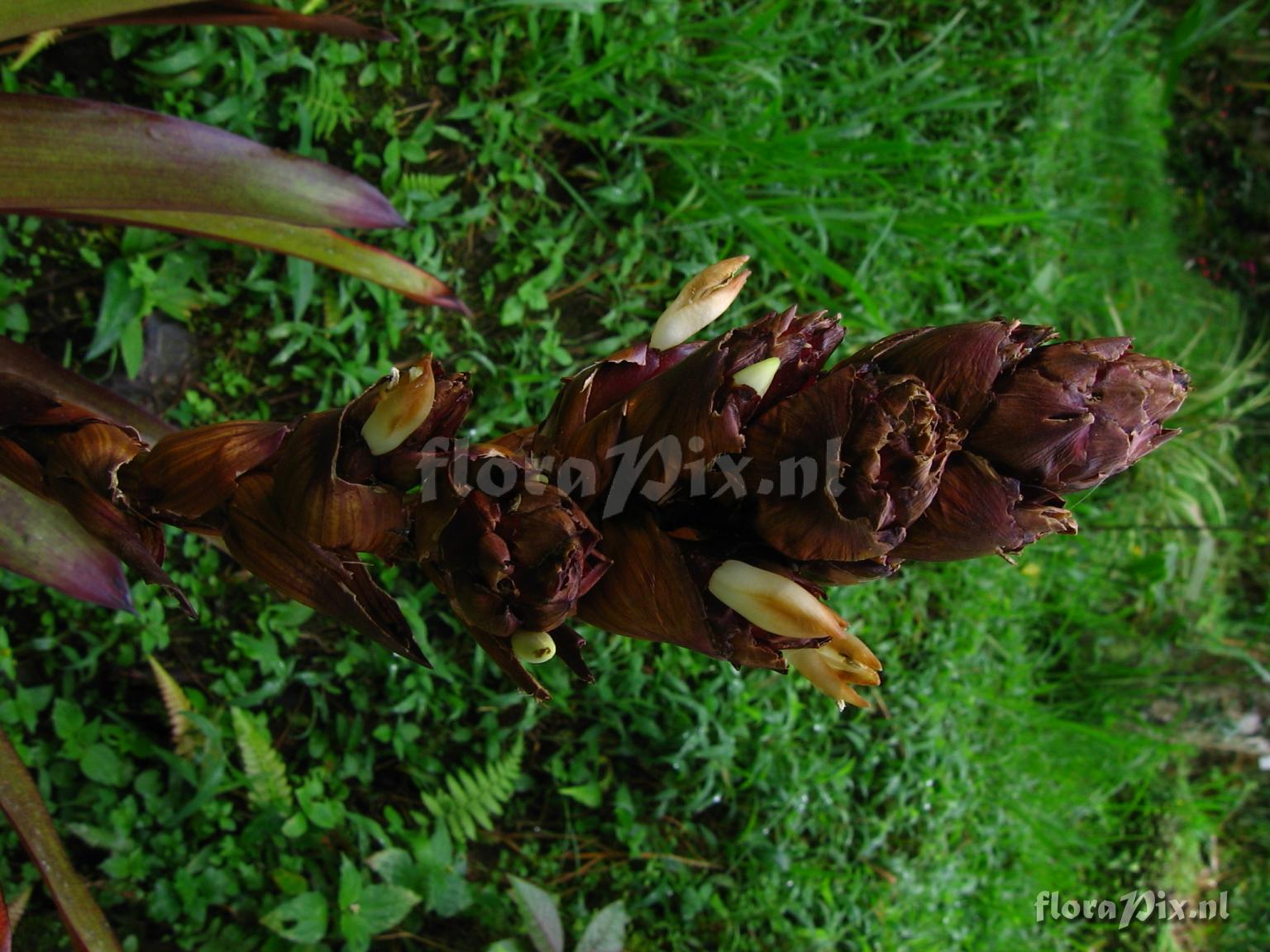 Guzmania sp. nov. 